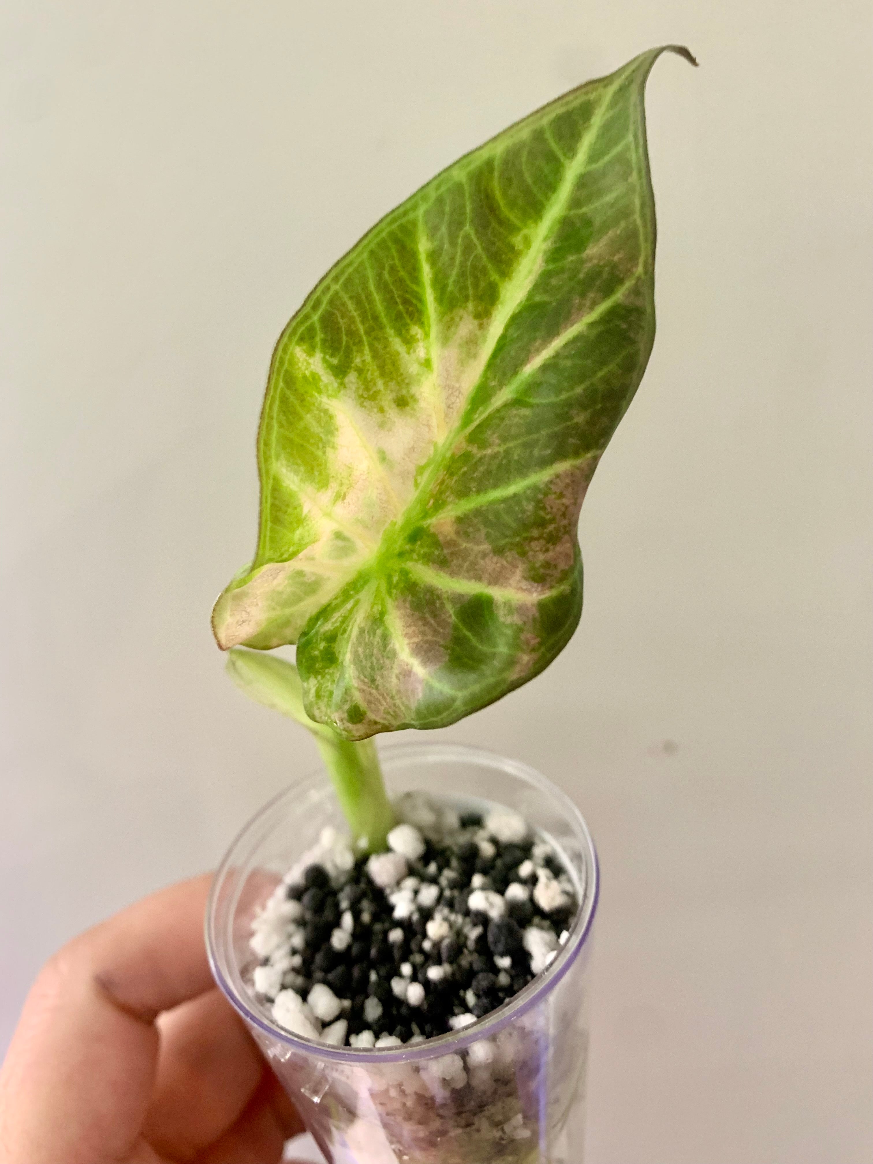 Alocasia Regal Shields Aurea