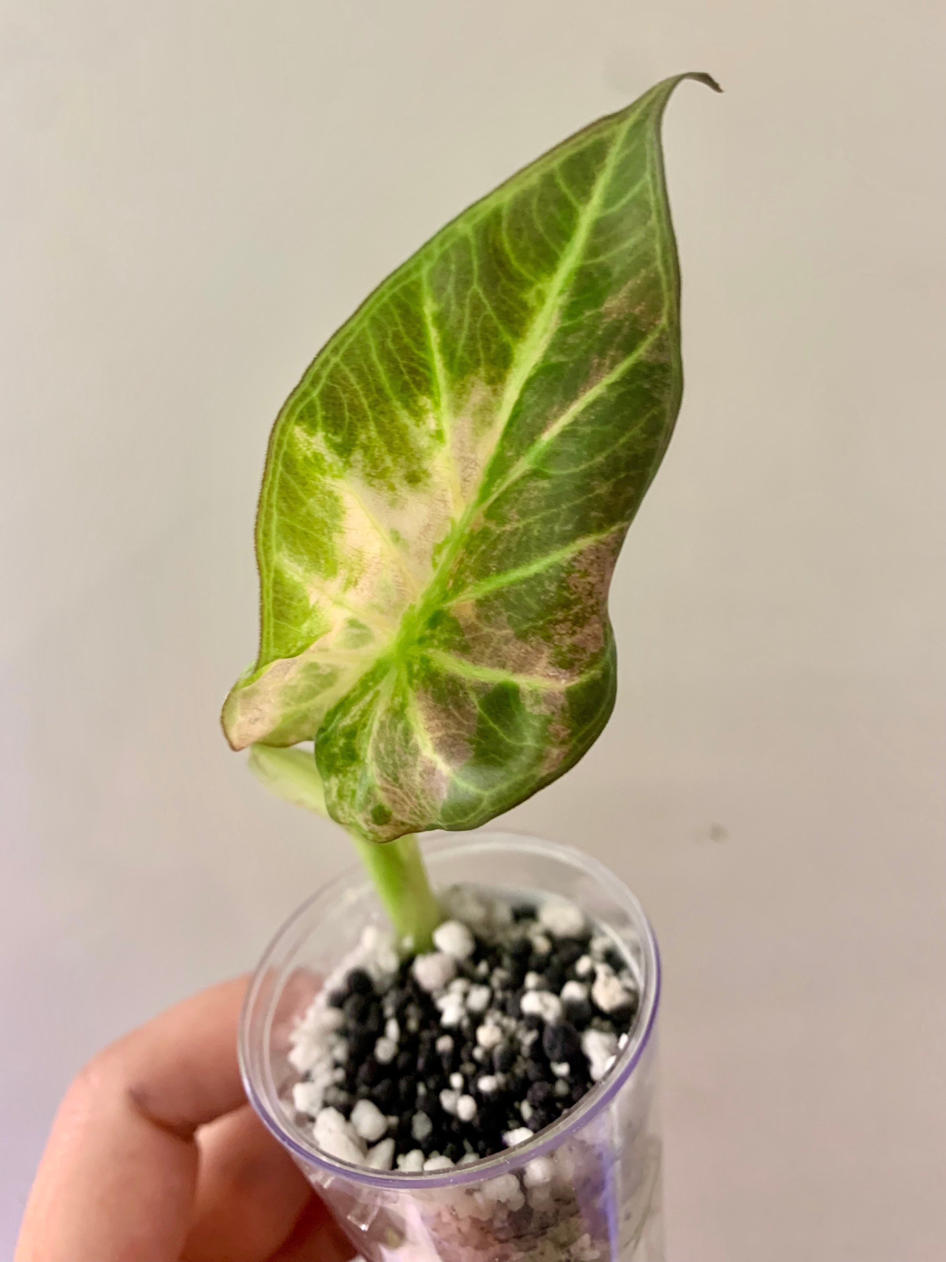 Alocasia Regal Shields Aurea