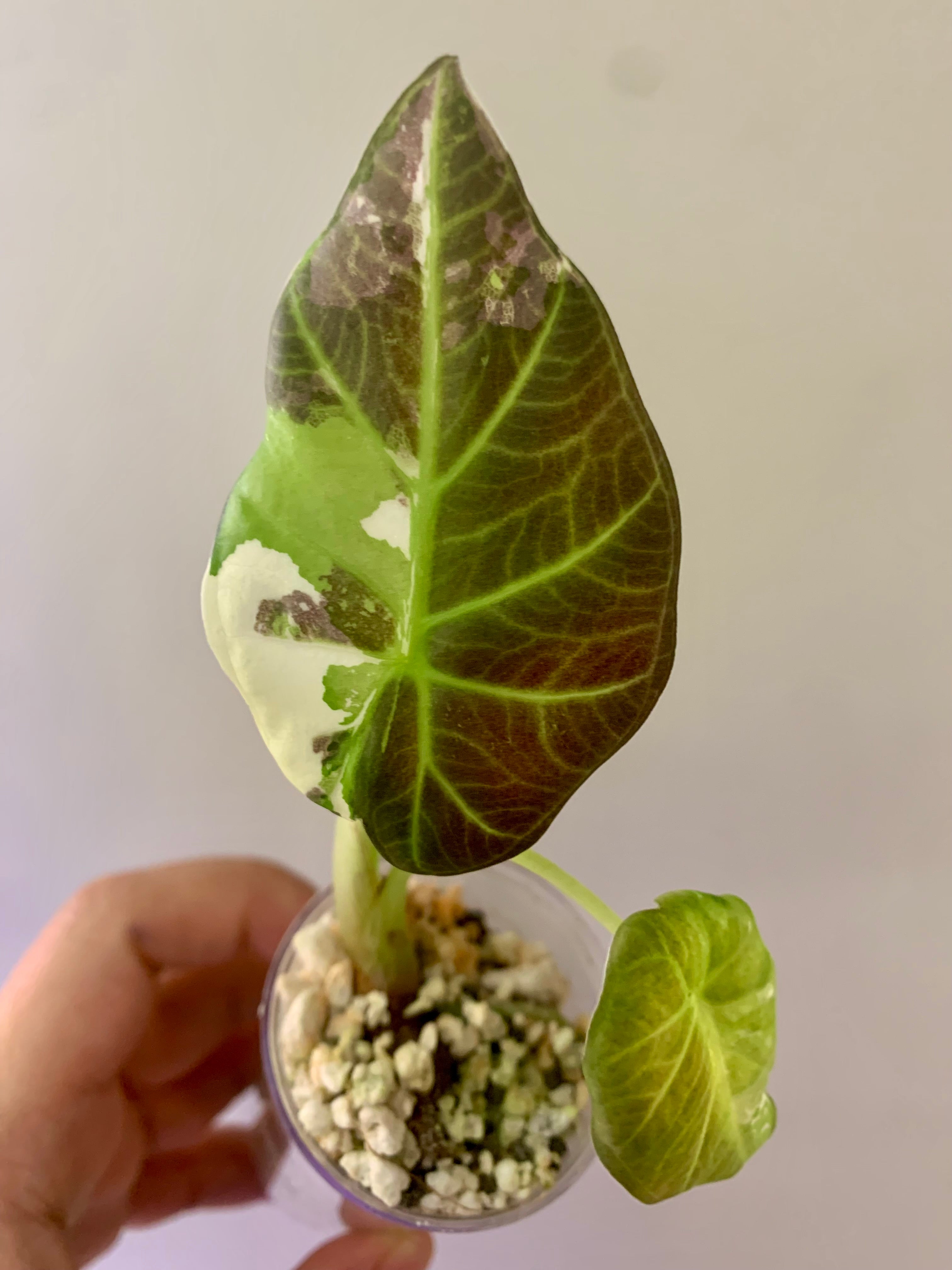 Alocasia Regal Shields Albo