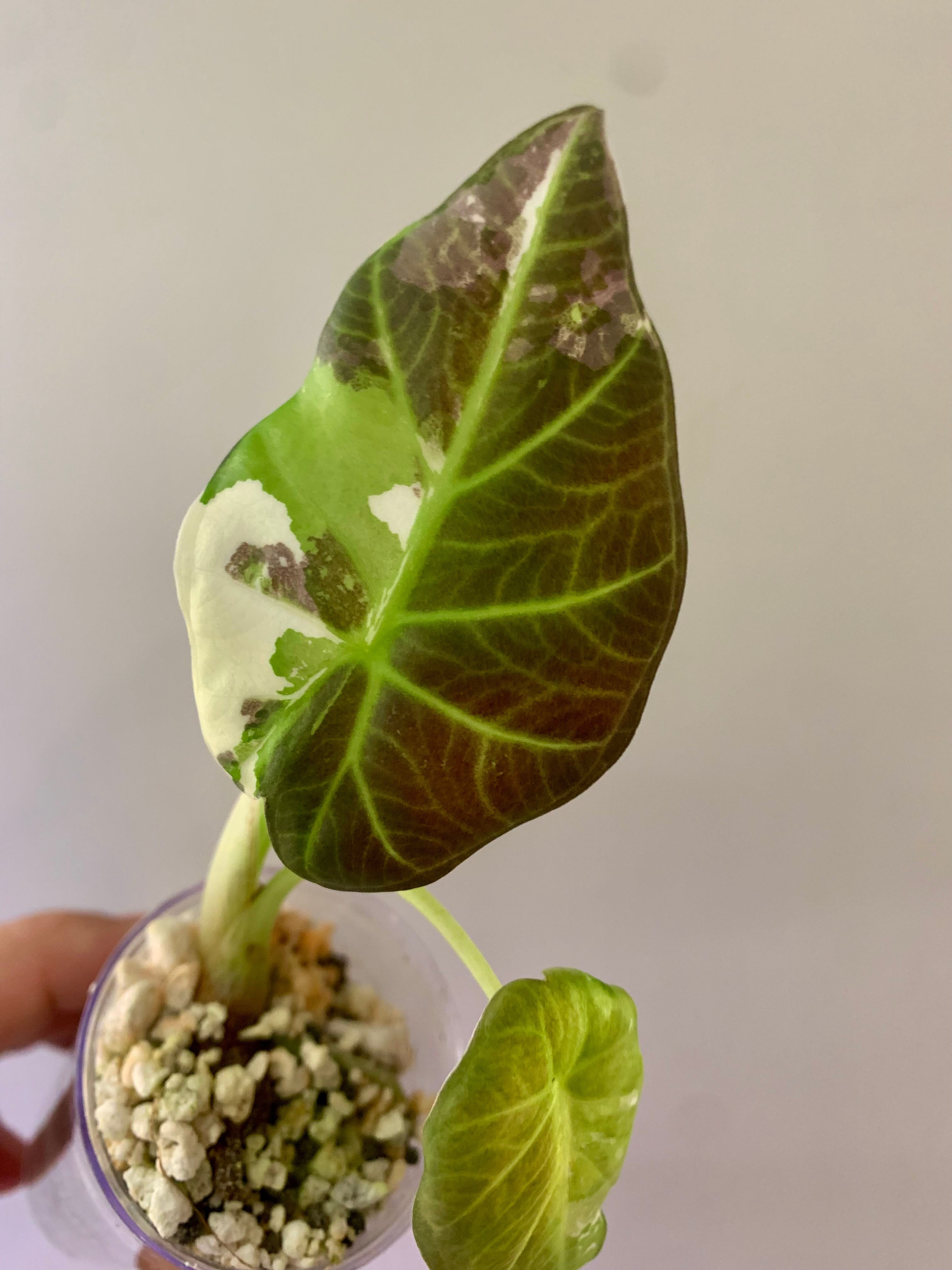 Alocasia Regal Shields Albo