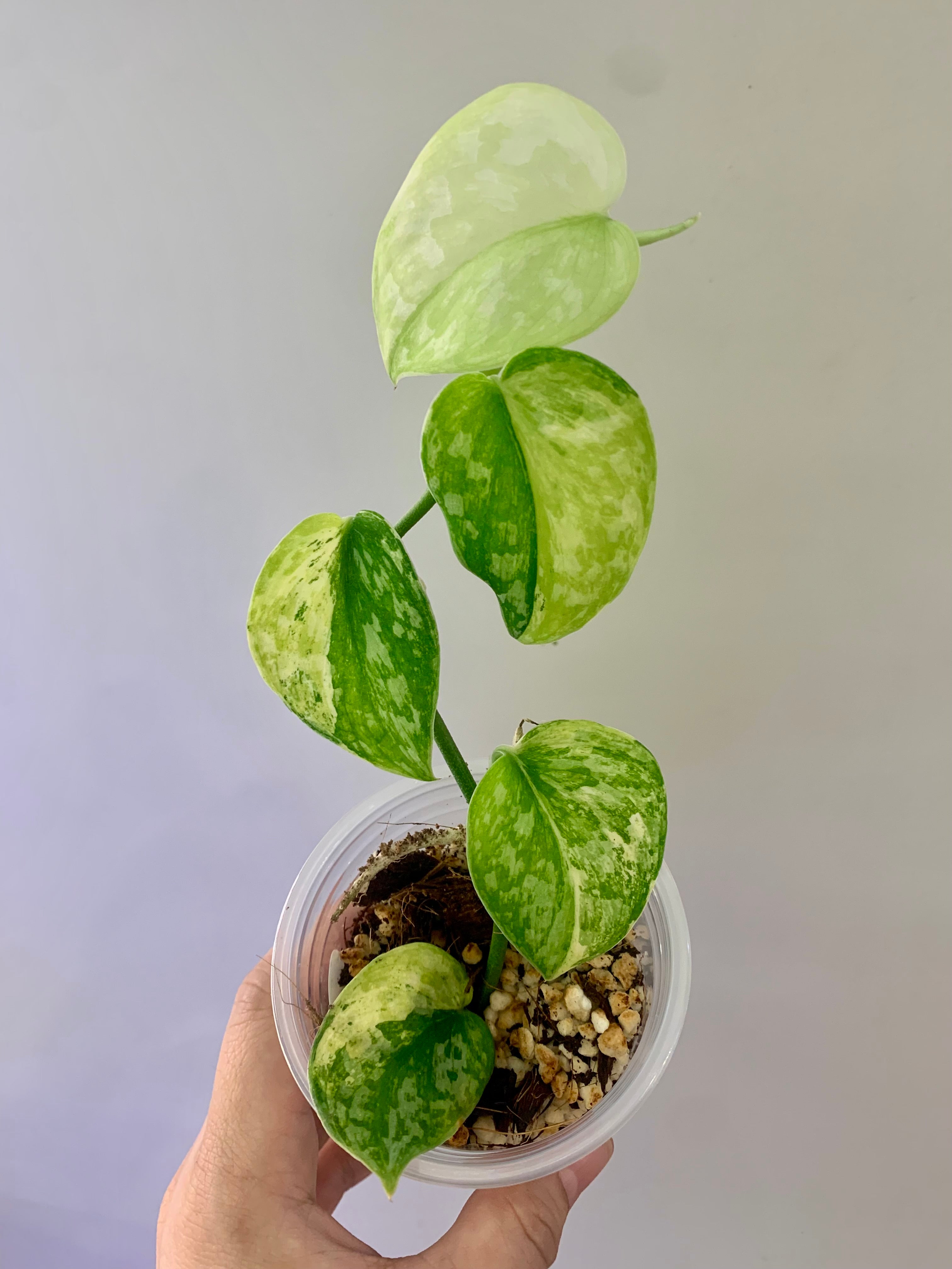 Scindapsus Exotica Tricolor #01