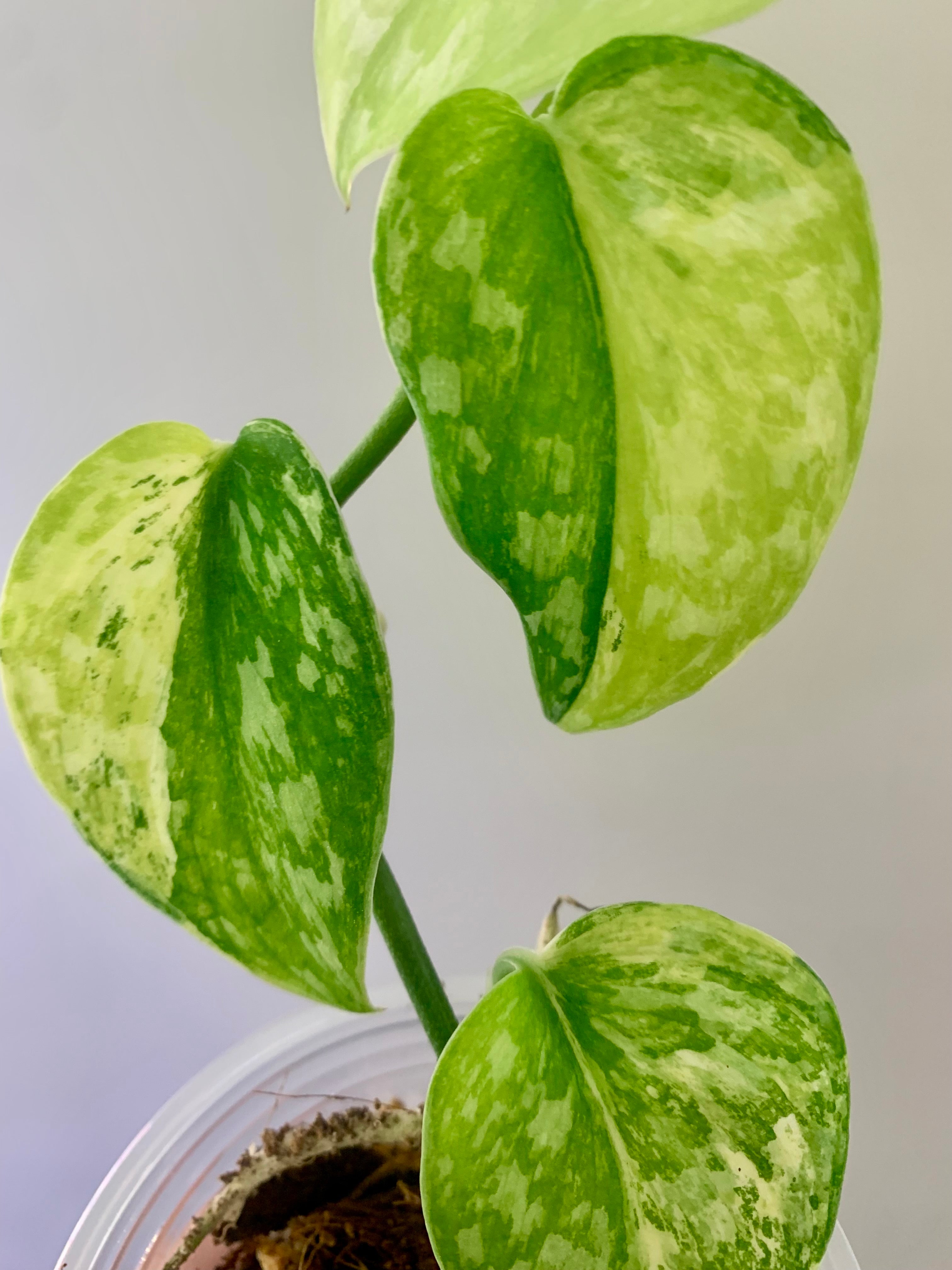 Scindapsus Exotica Tricolor #01