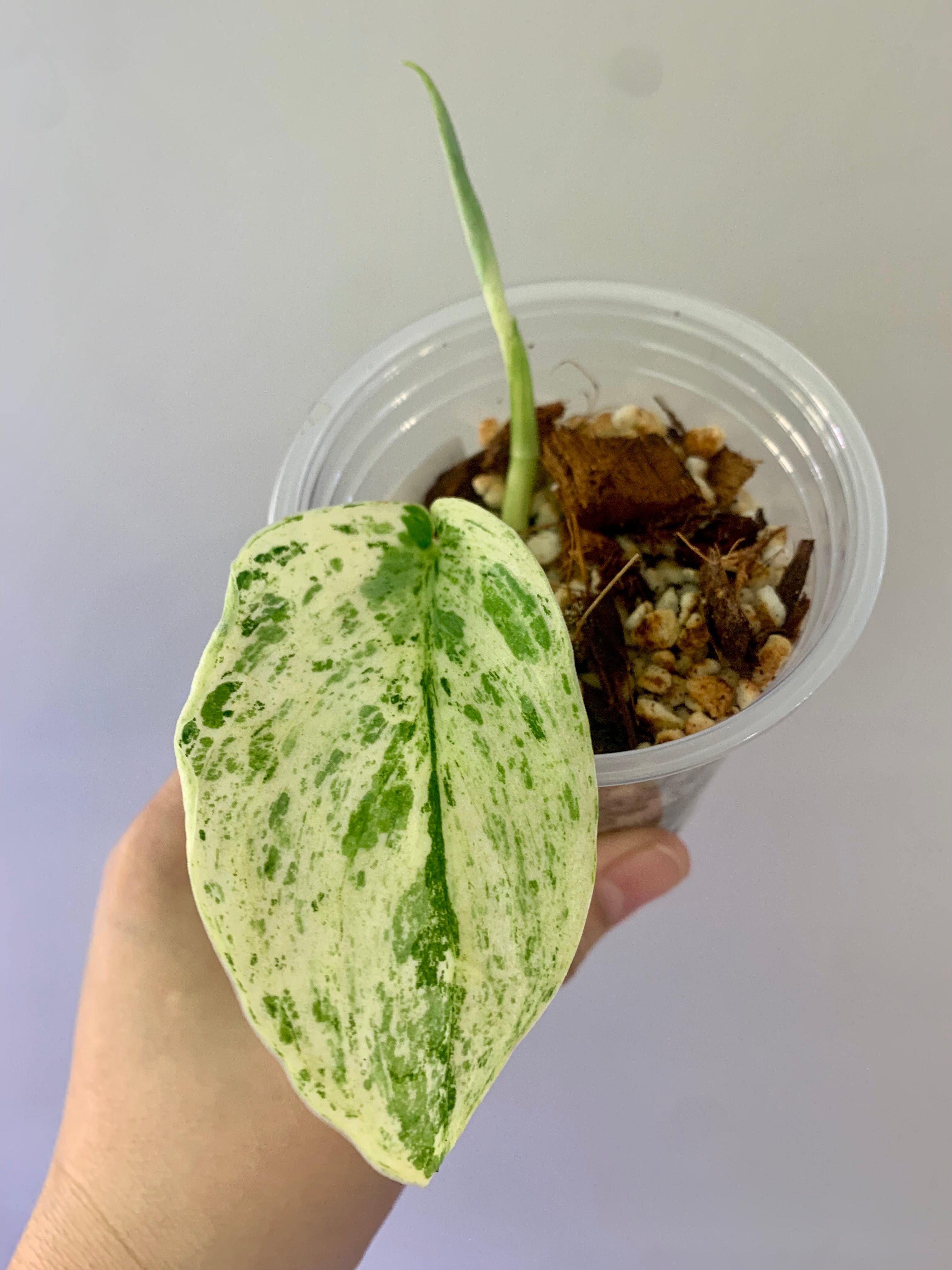 Scindapsus Peasun Tricolor #04