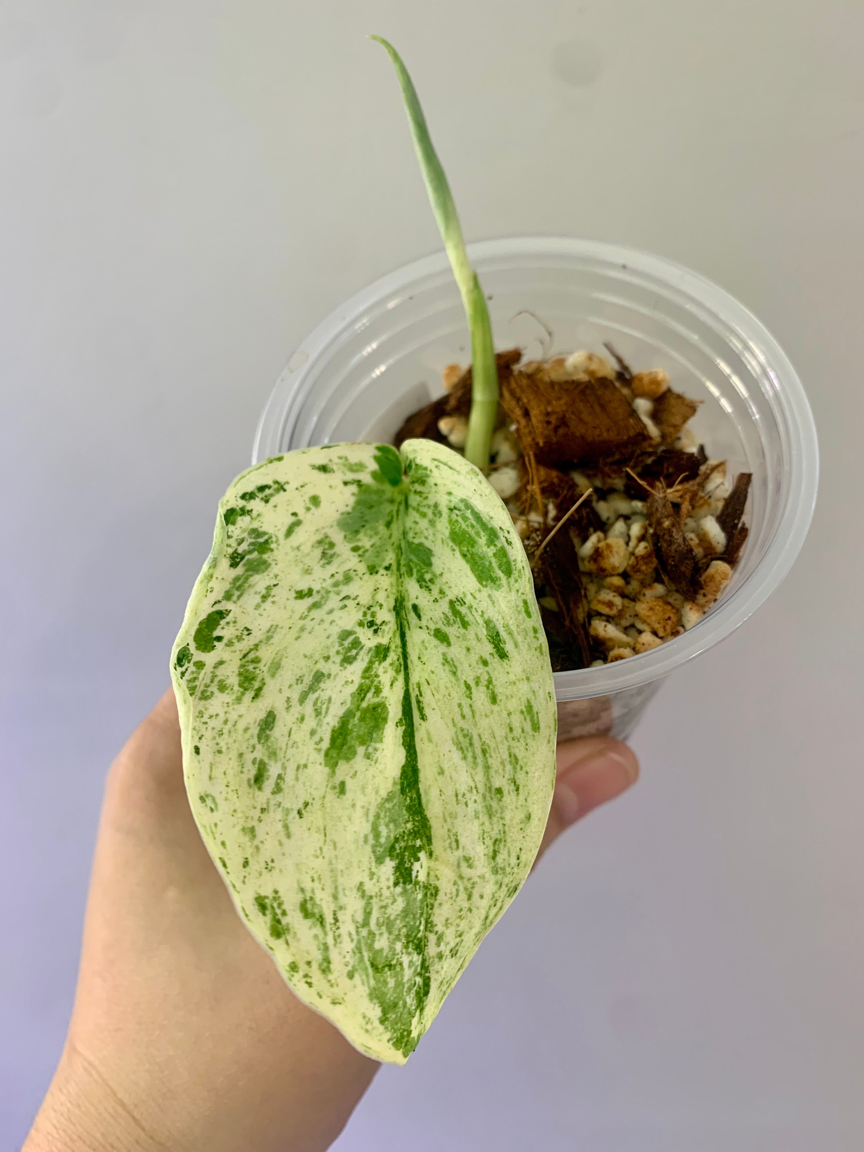 Scindapsus Peasun Tricolor #04