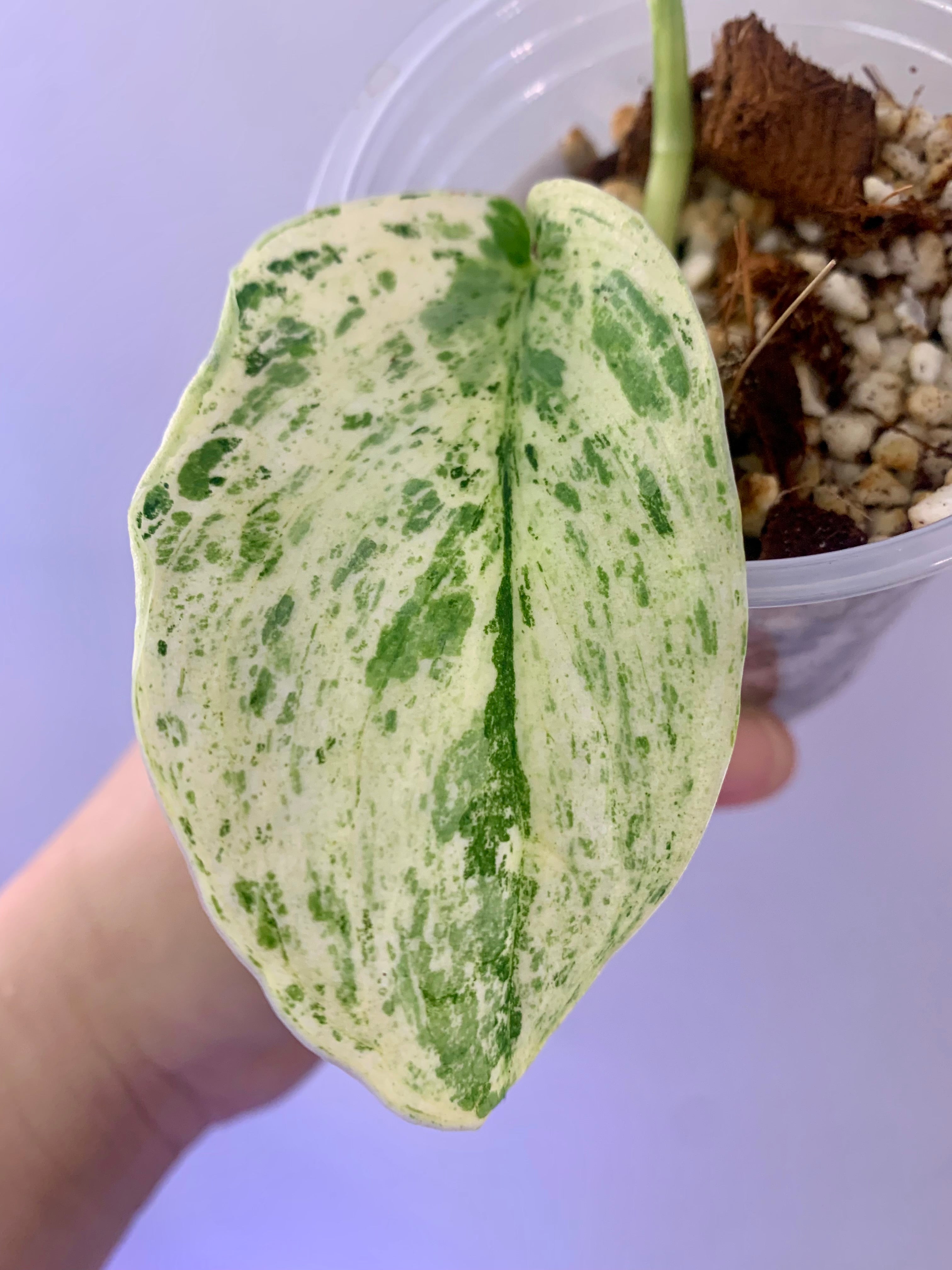 Scindapsus Peasun Tricolor #04