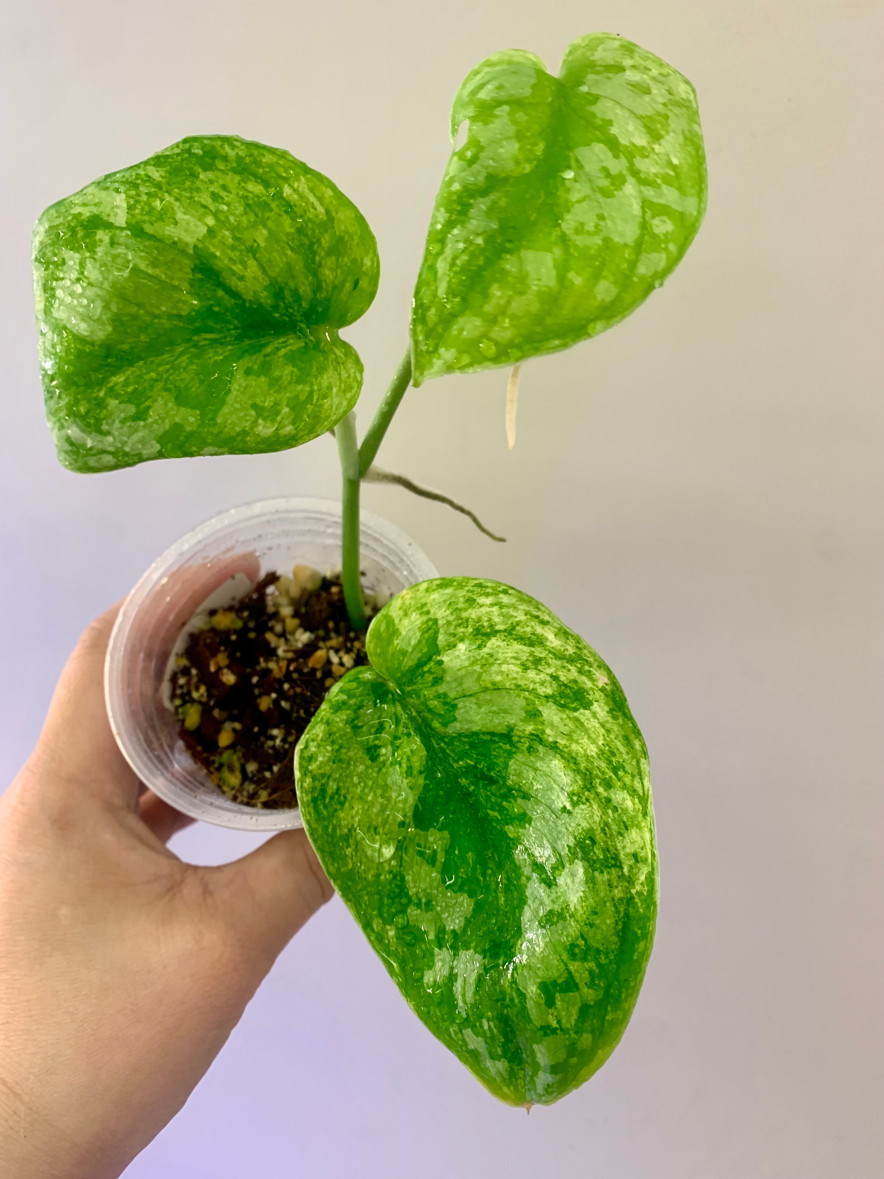 Scindapsus Tembaga #07