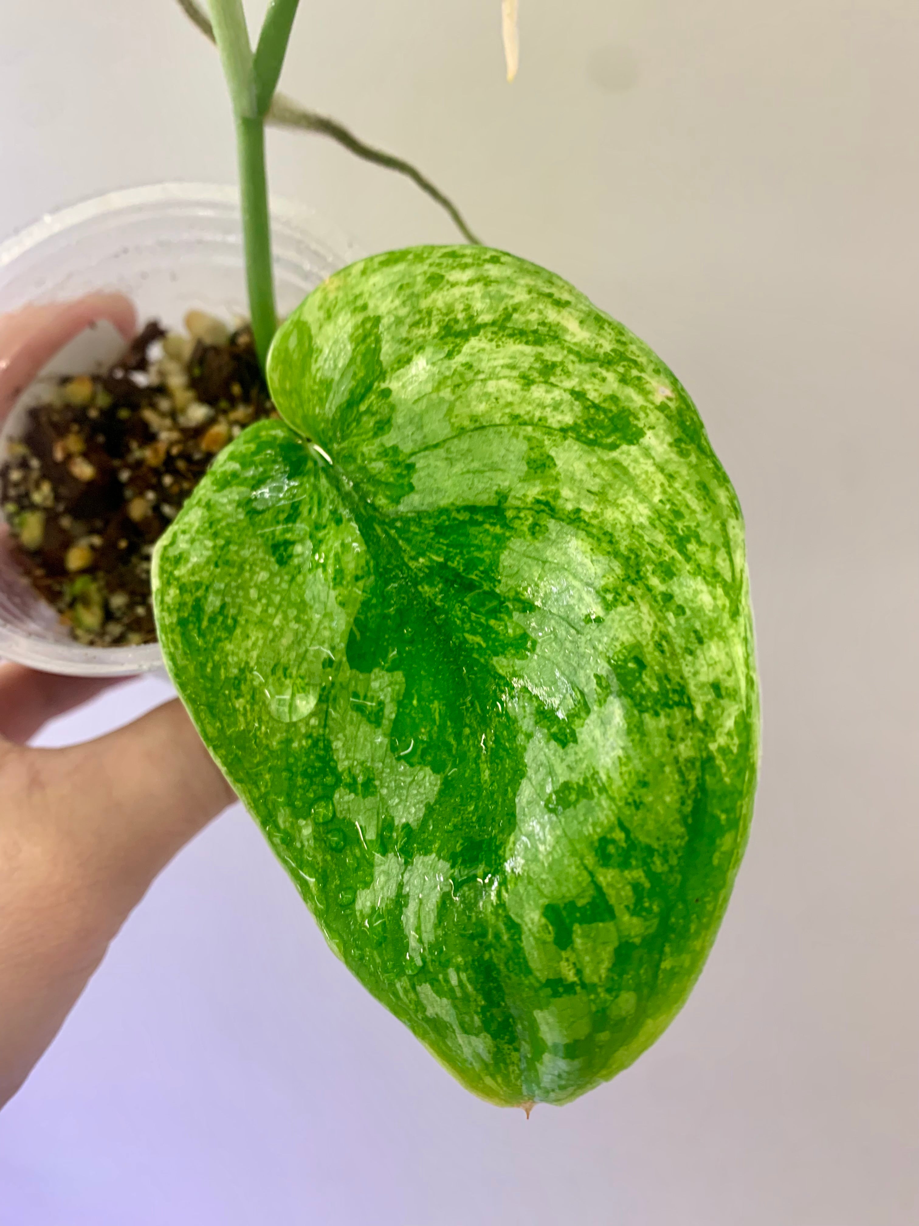 Scindapsus Tembaga #07