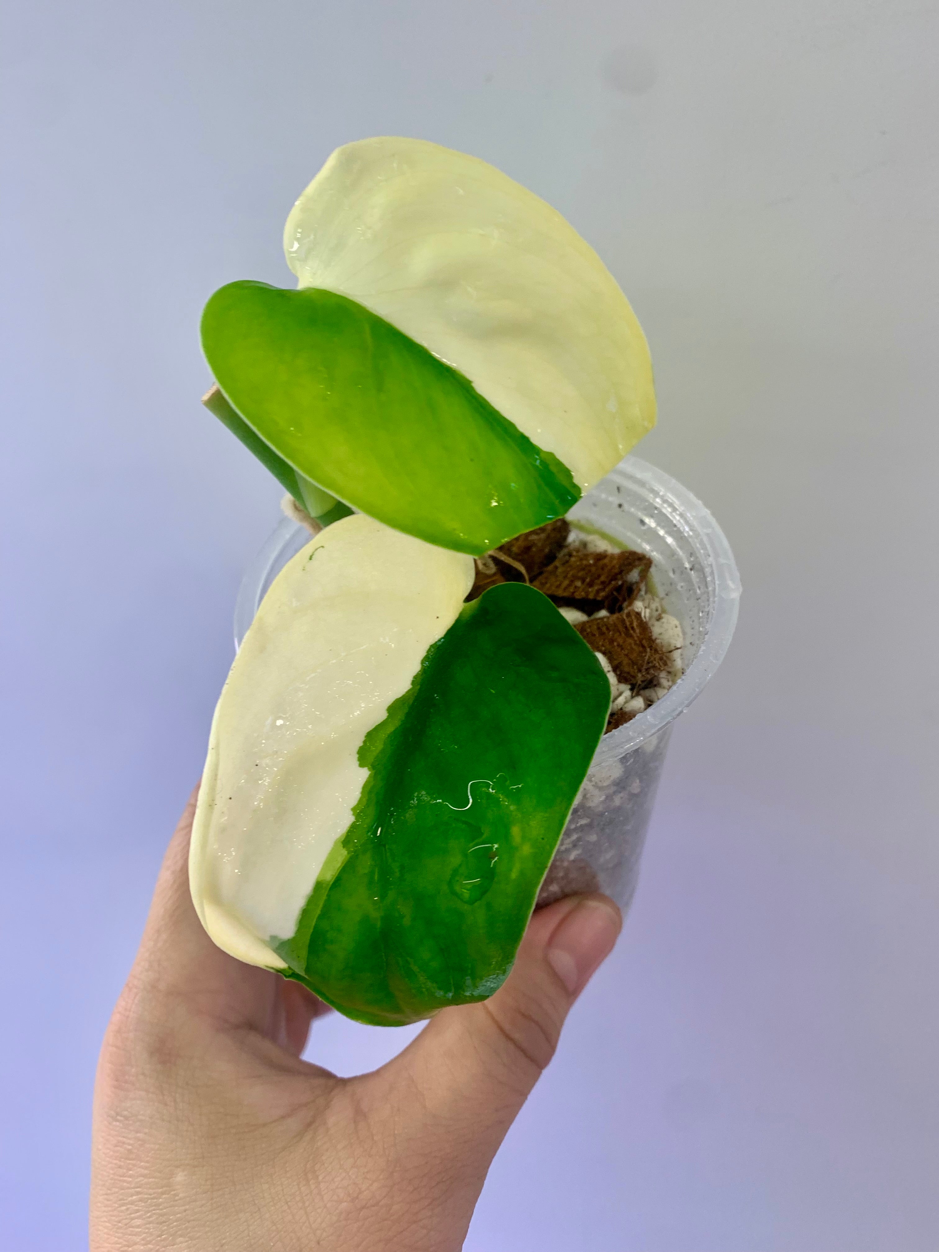 Scindapsus Jade Satin Aurea (half moon) #09