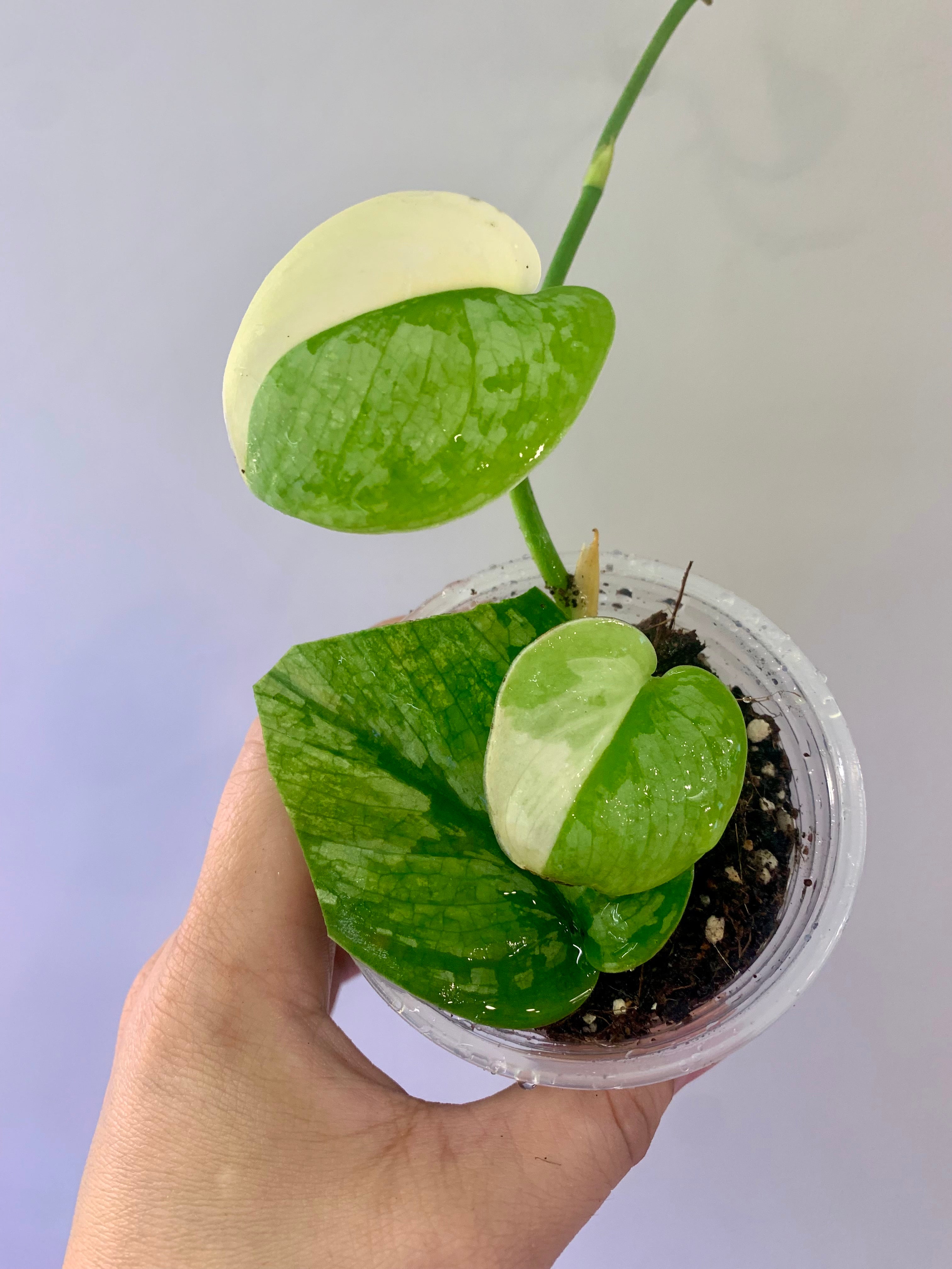 Scindapsus Mahabharata #14