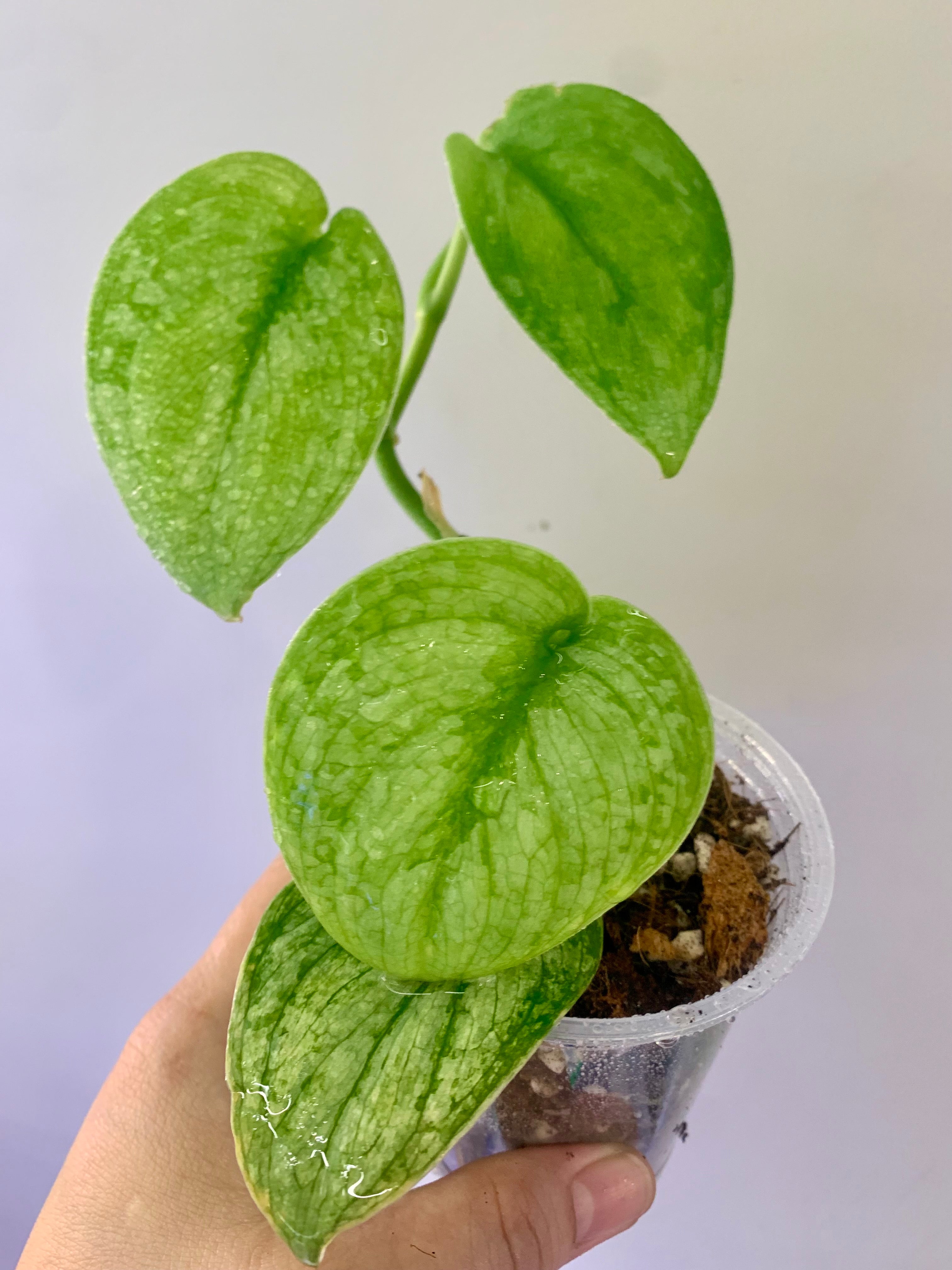 Scindapsus Mahabharata #15