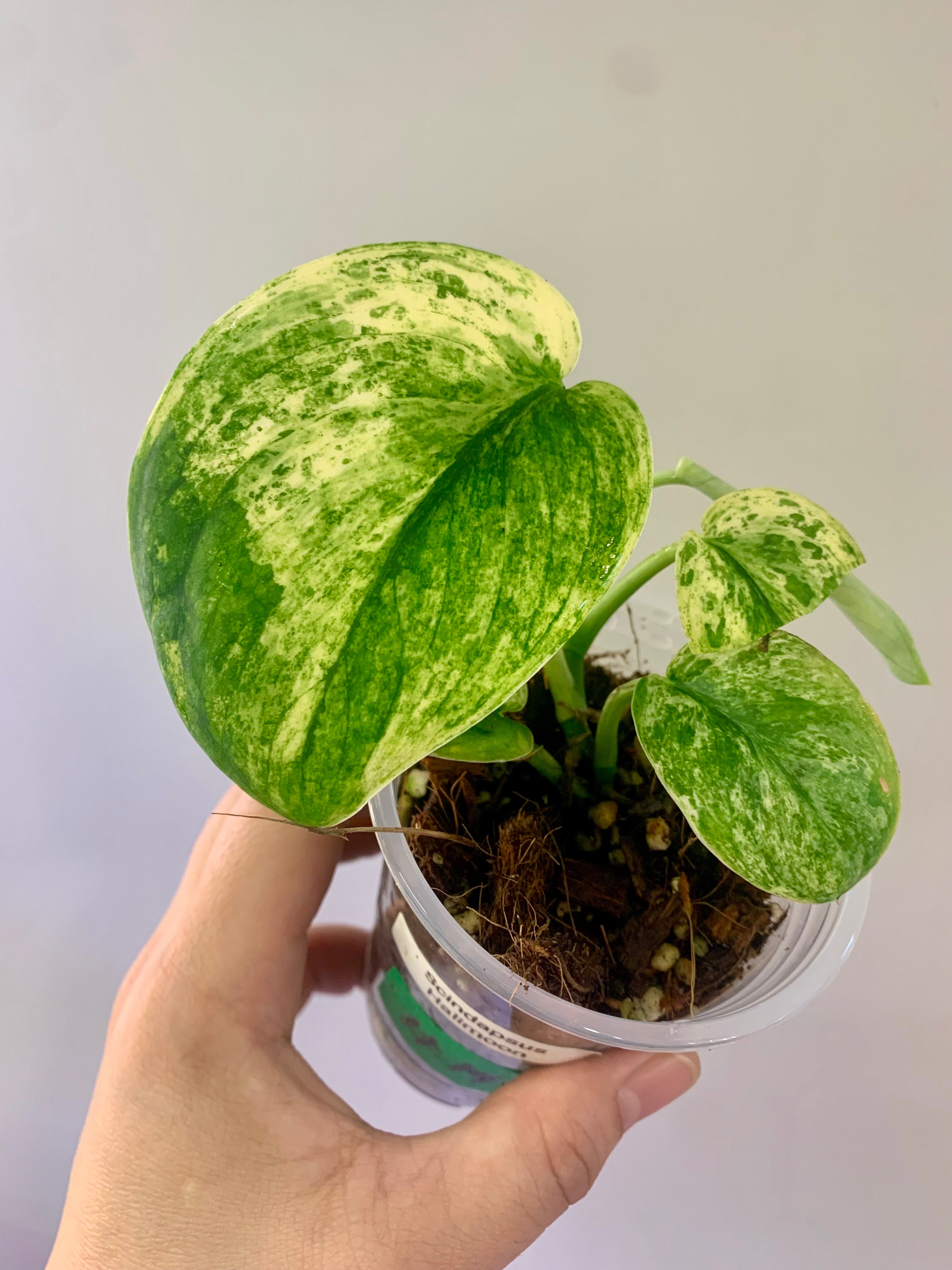 Scindapsus Halimoon #19