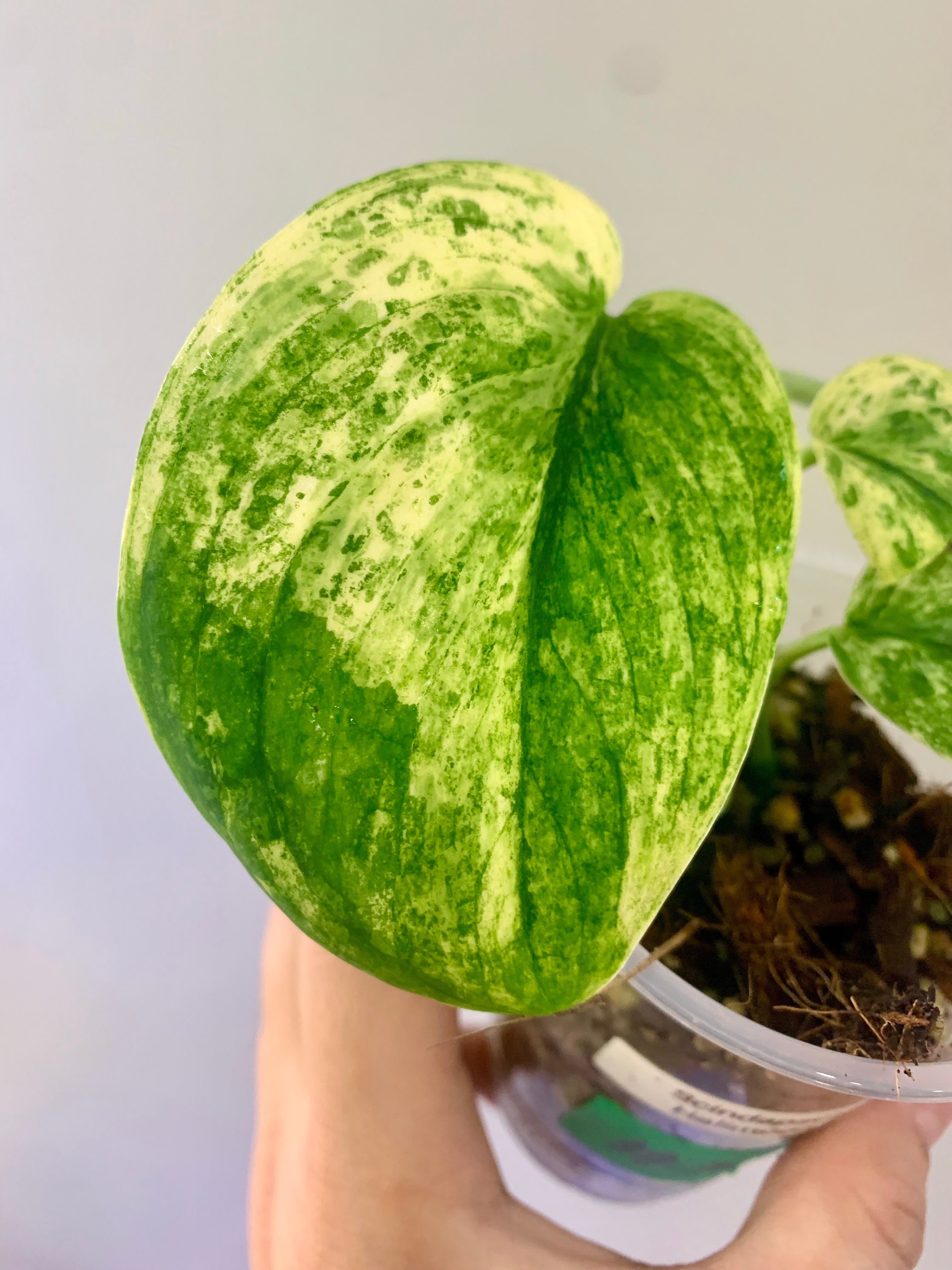 Scindapsus Halimoon #19