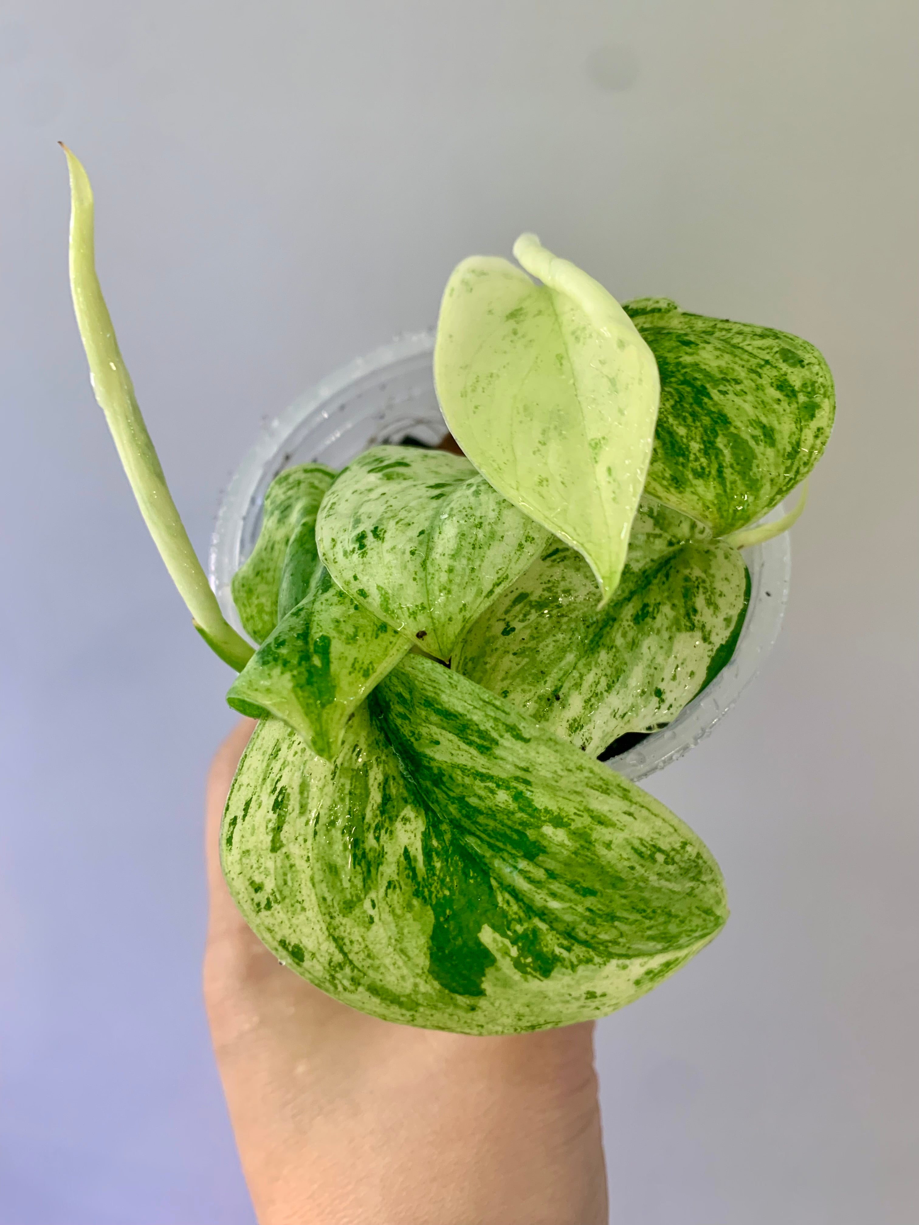 Scindapsus Creme Brulee #23