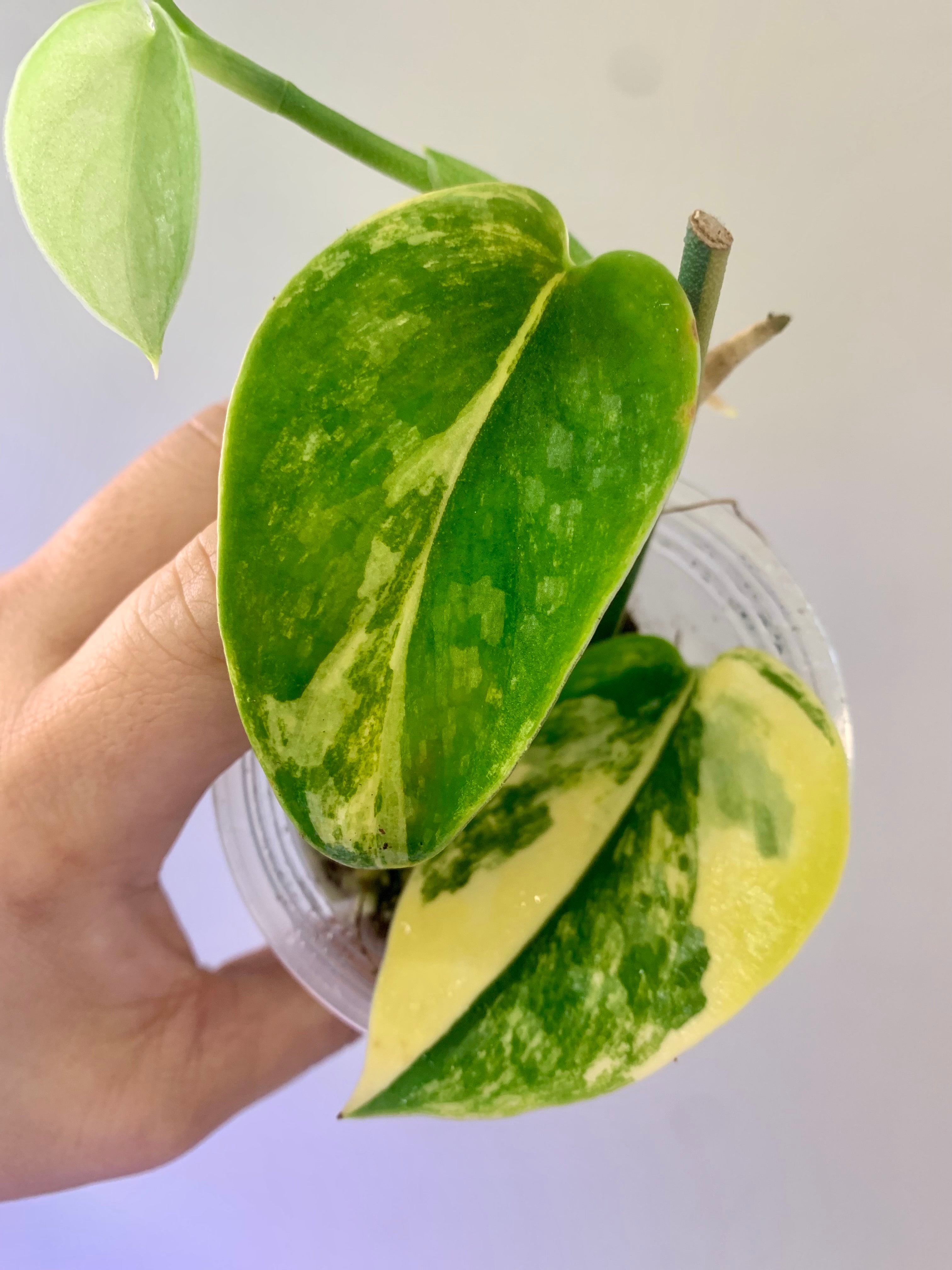 Scindapsus Green Diamond #27