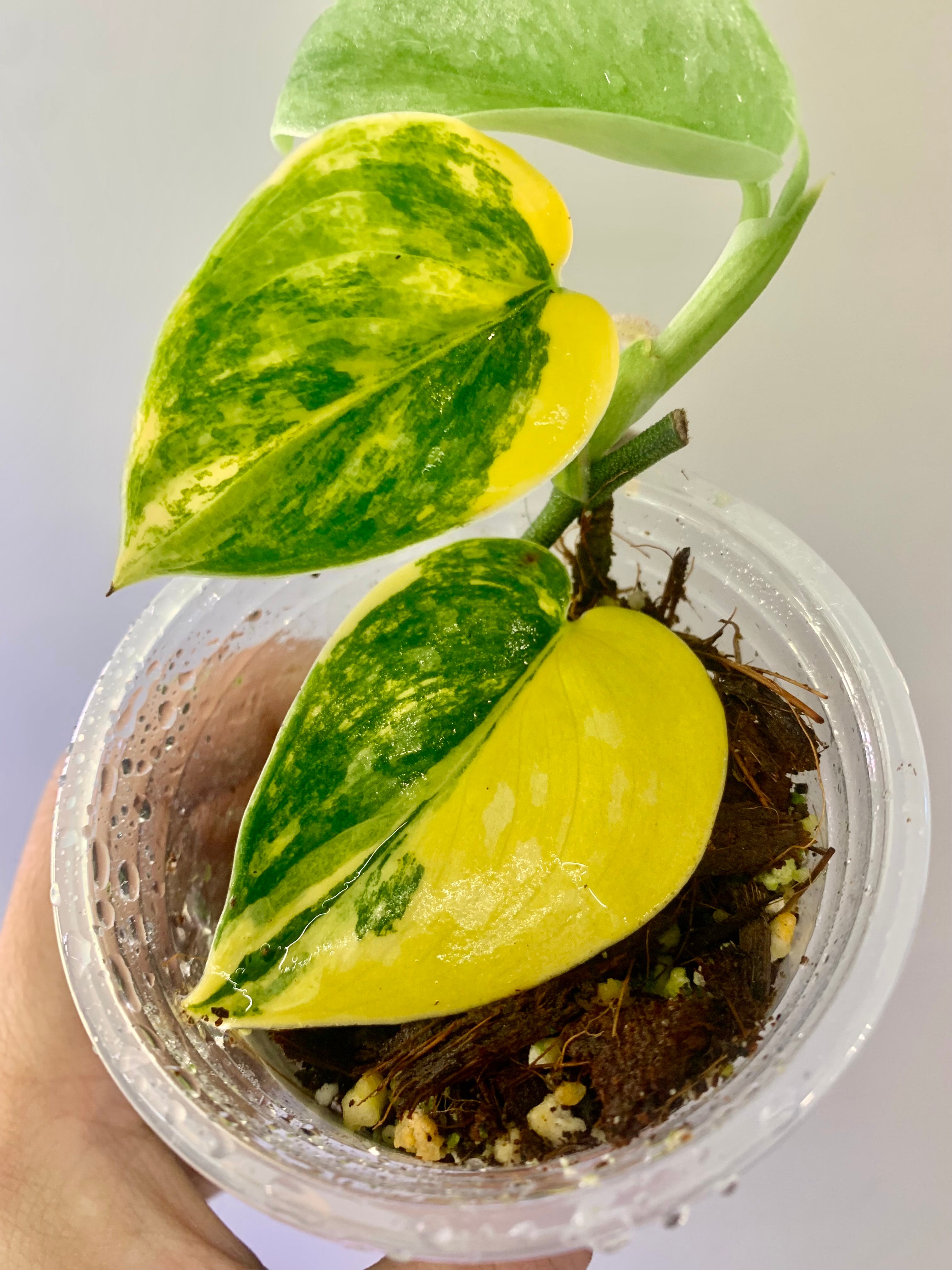 Scindapsus Green Diamond #28