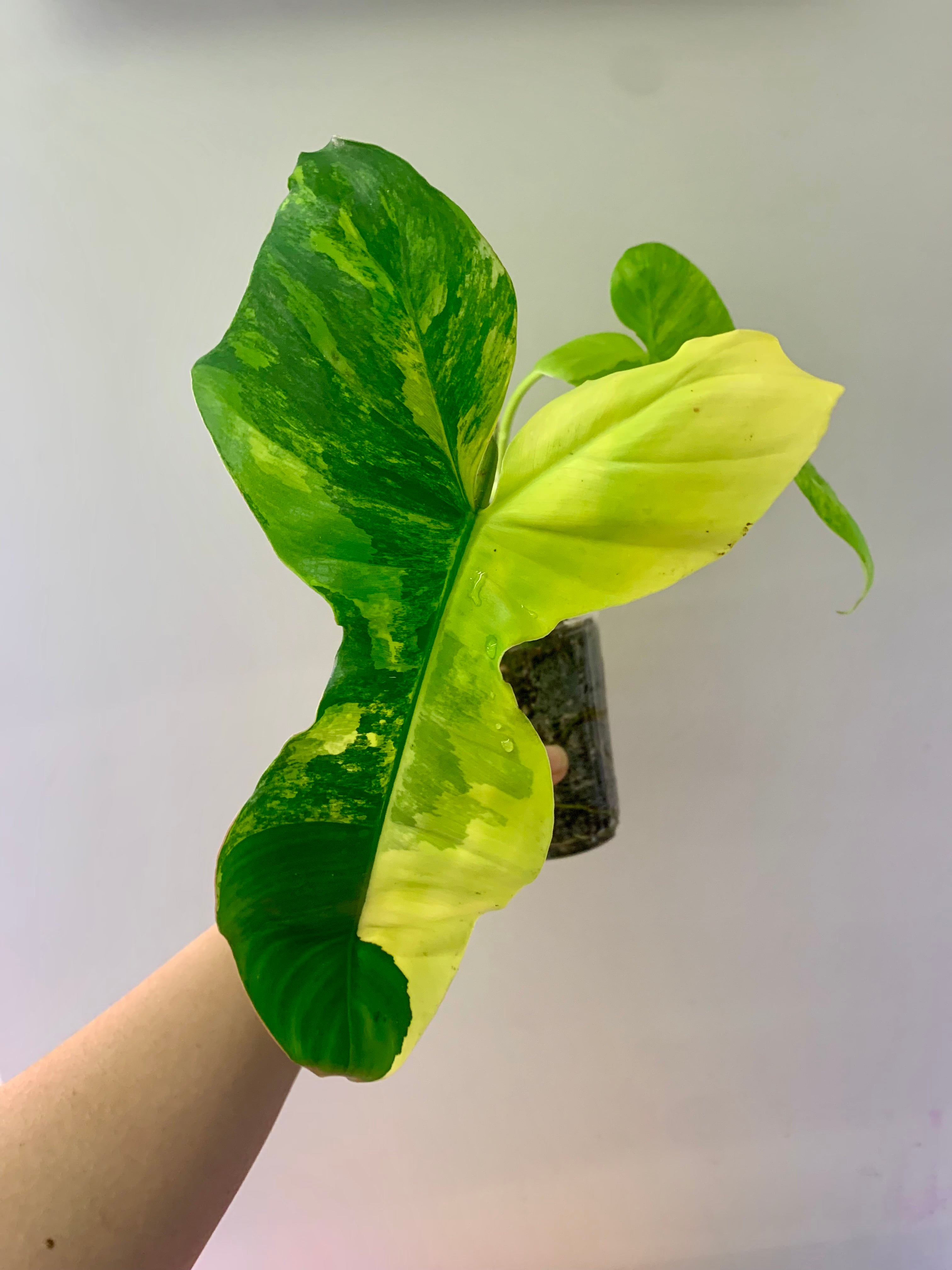 Philodendron Florida Beauty x Paraiso Verde #1