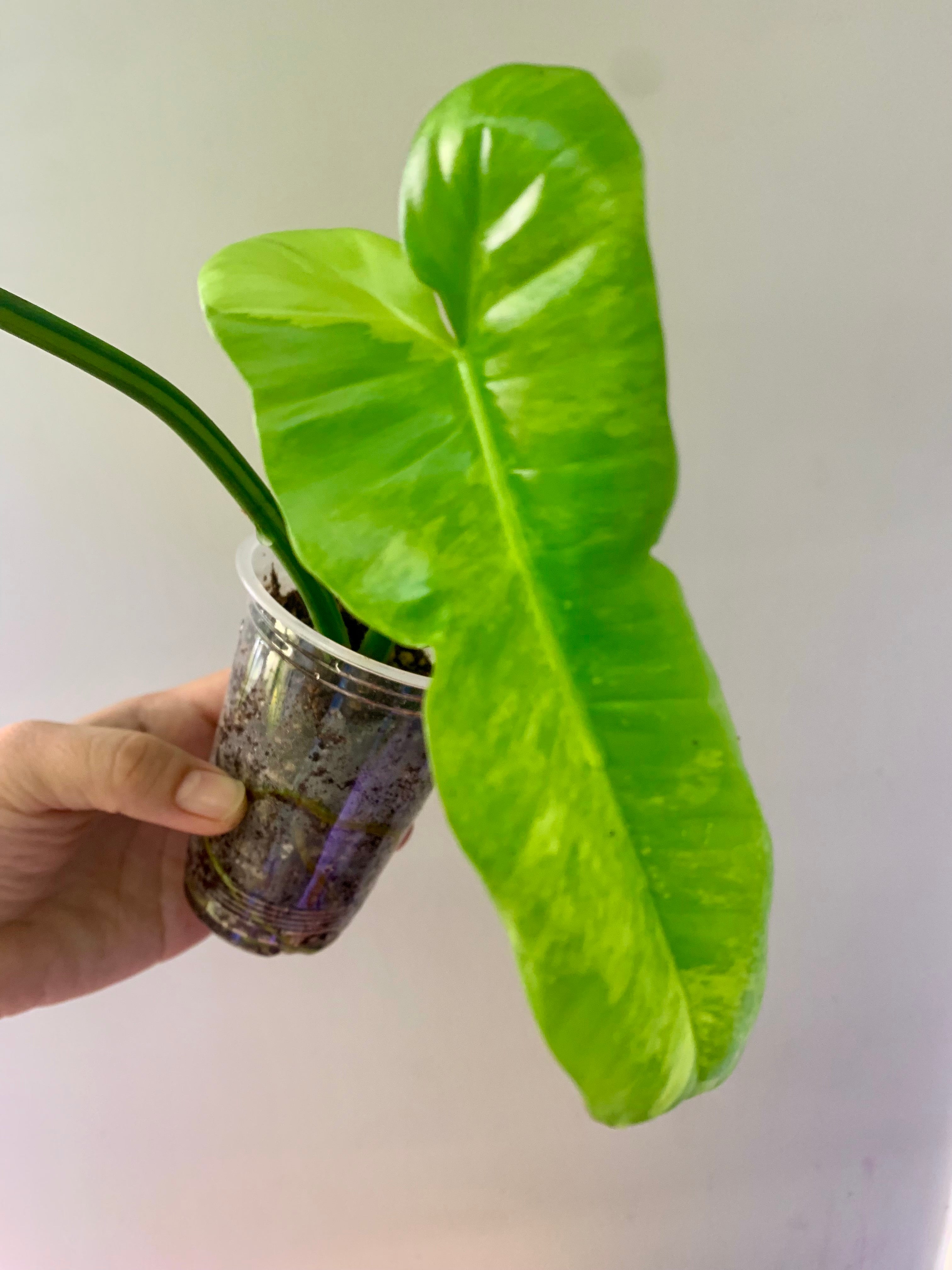 Philodendron Florida Beauty x Paraiso Verde #1