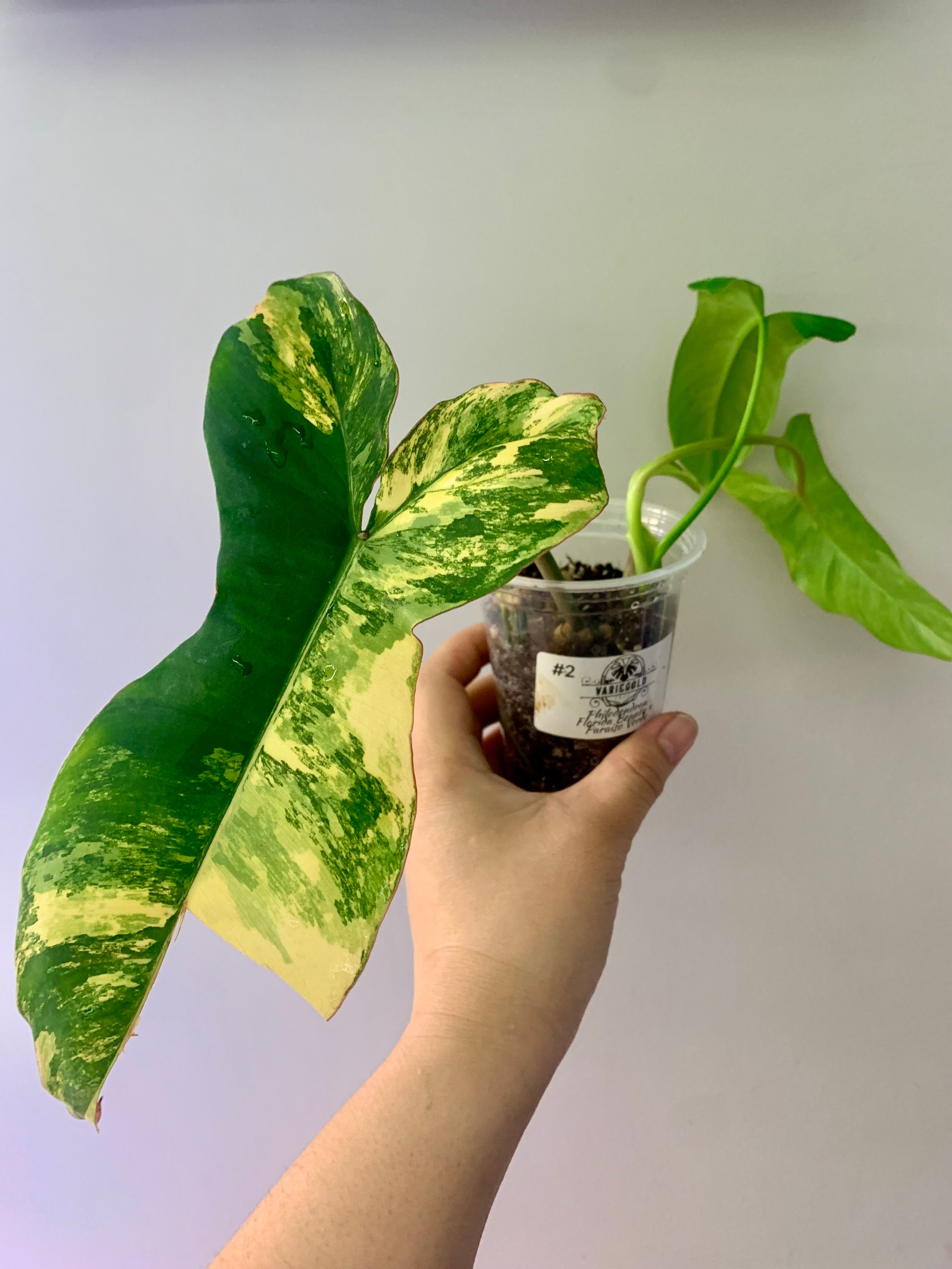 Philodendron Florida Beauty x Paraiso Verde #2