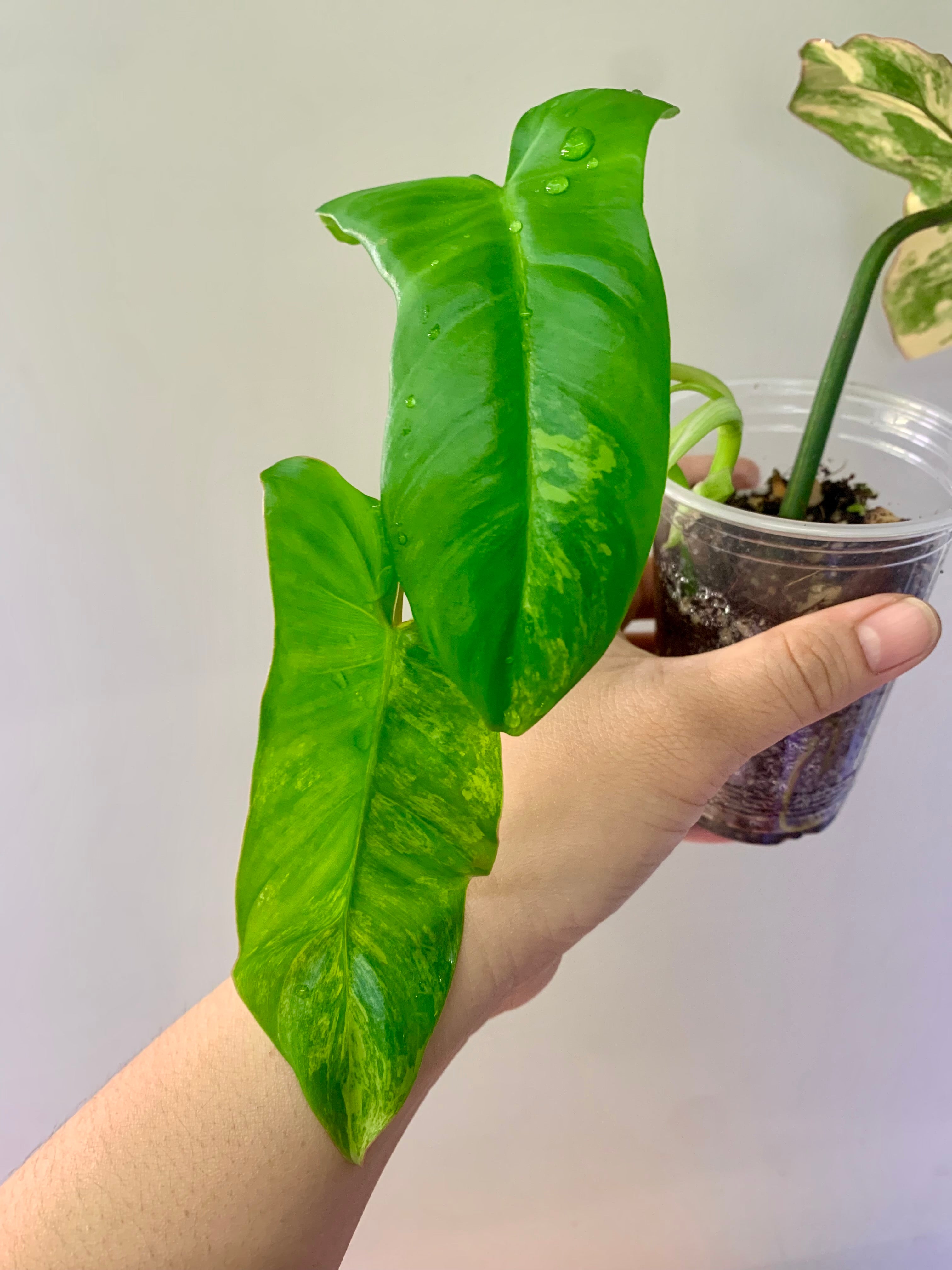 Philodendron Florida Beauty x Paraiso Verde #2