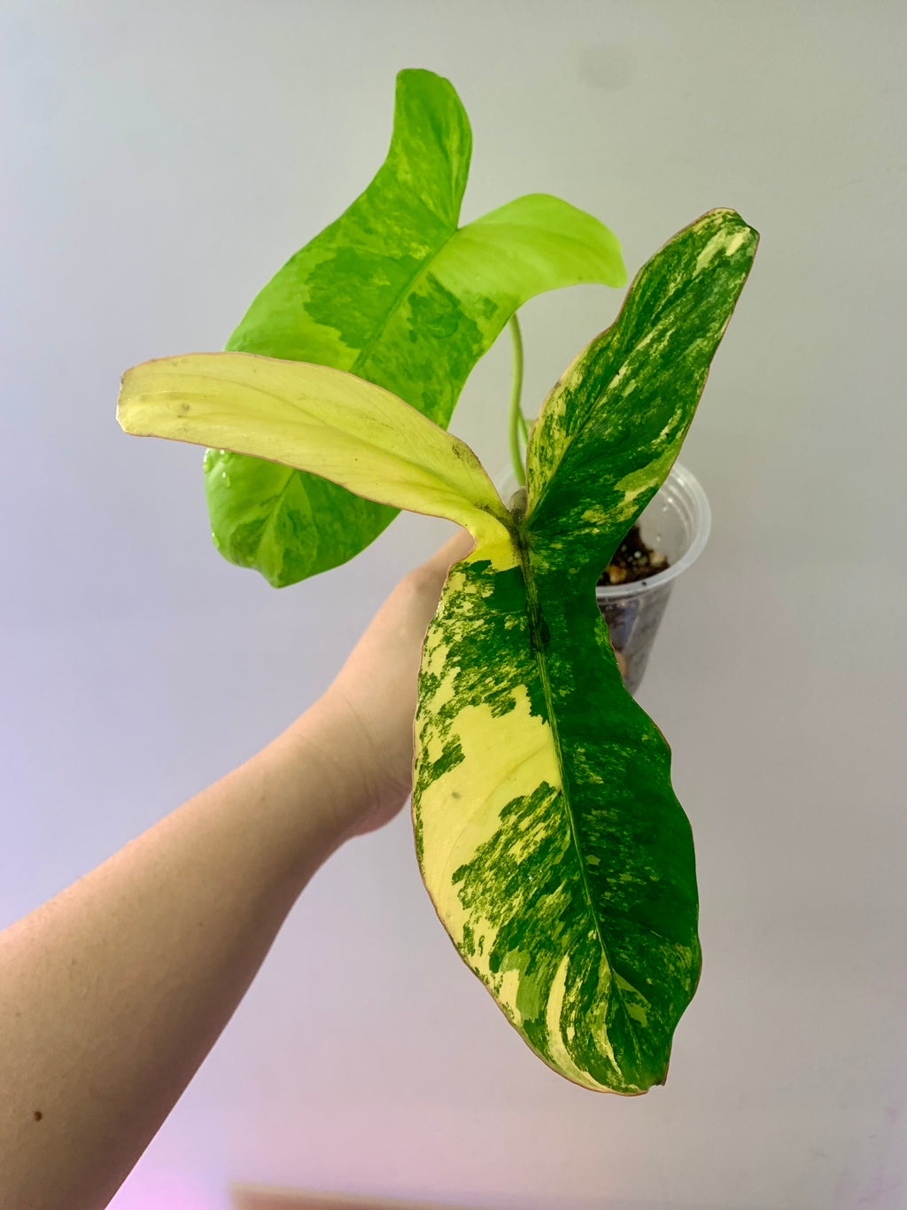 Philodendron Florida Beauty x Paraiso Verde #3