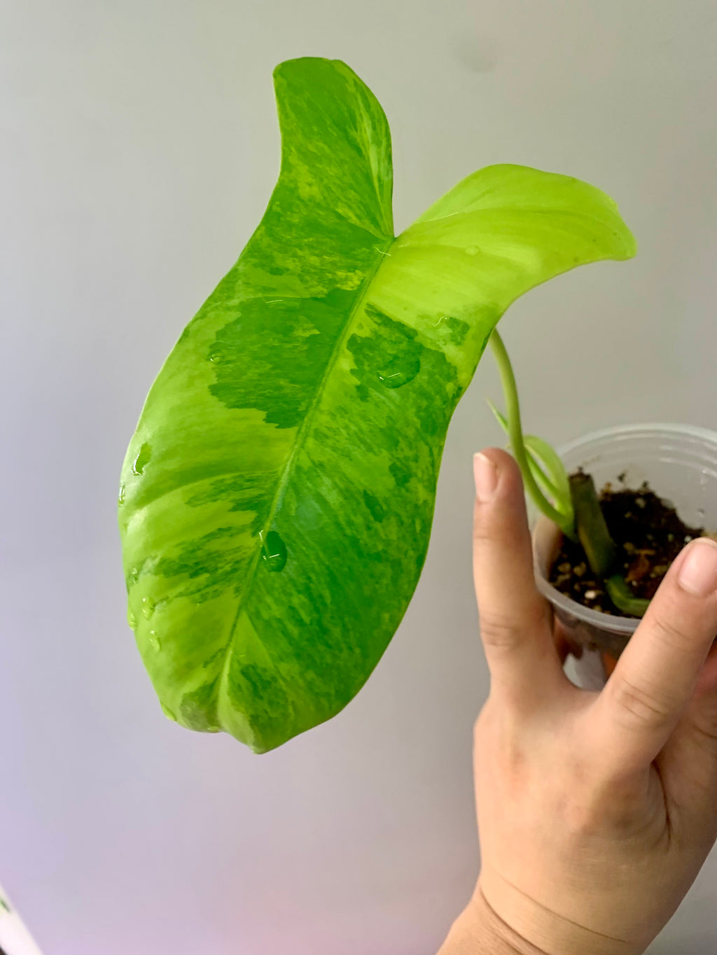 Philodendron Florida Beauty x Paraiso Verde #3