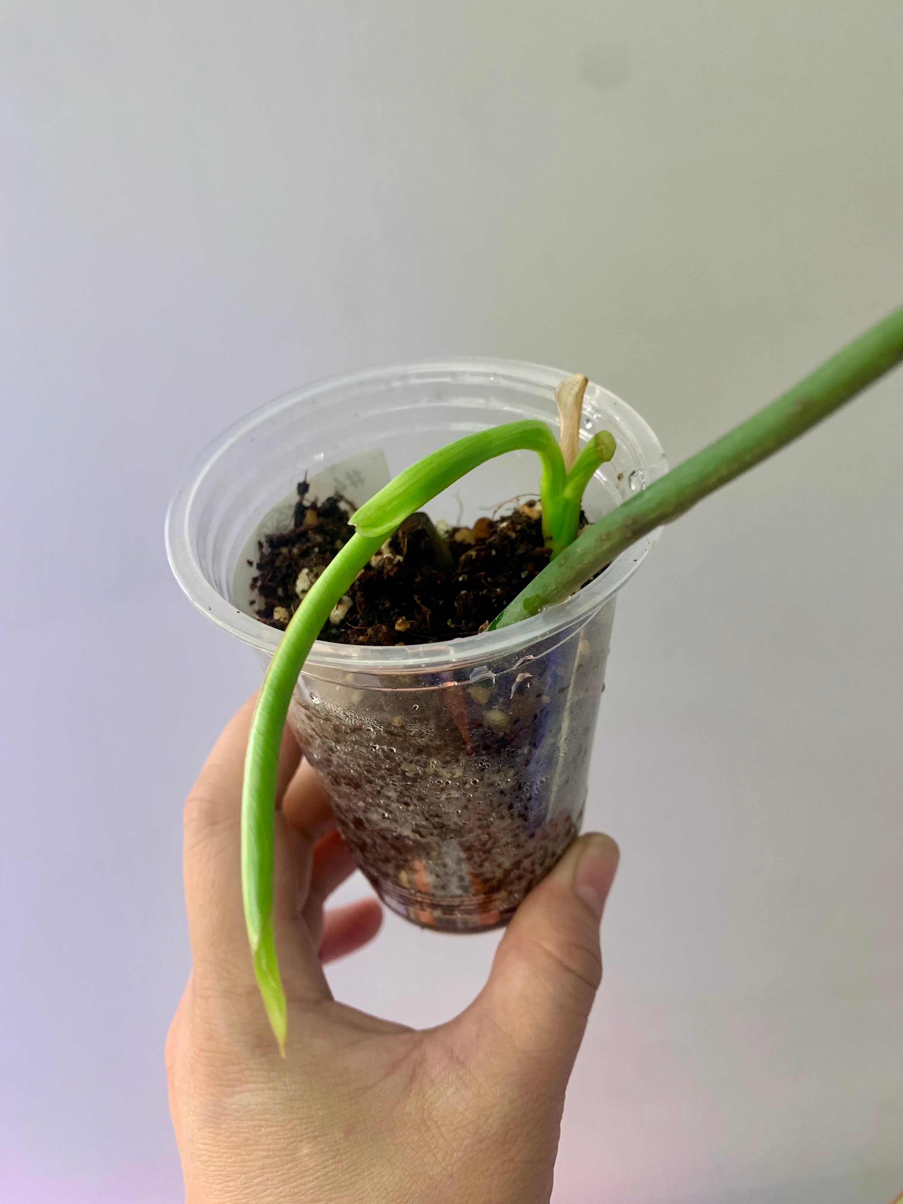 Philodendron Florida Beauty x Paraiso Verde #4