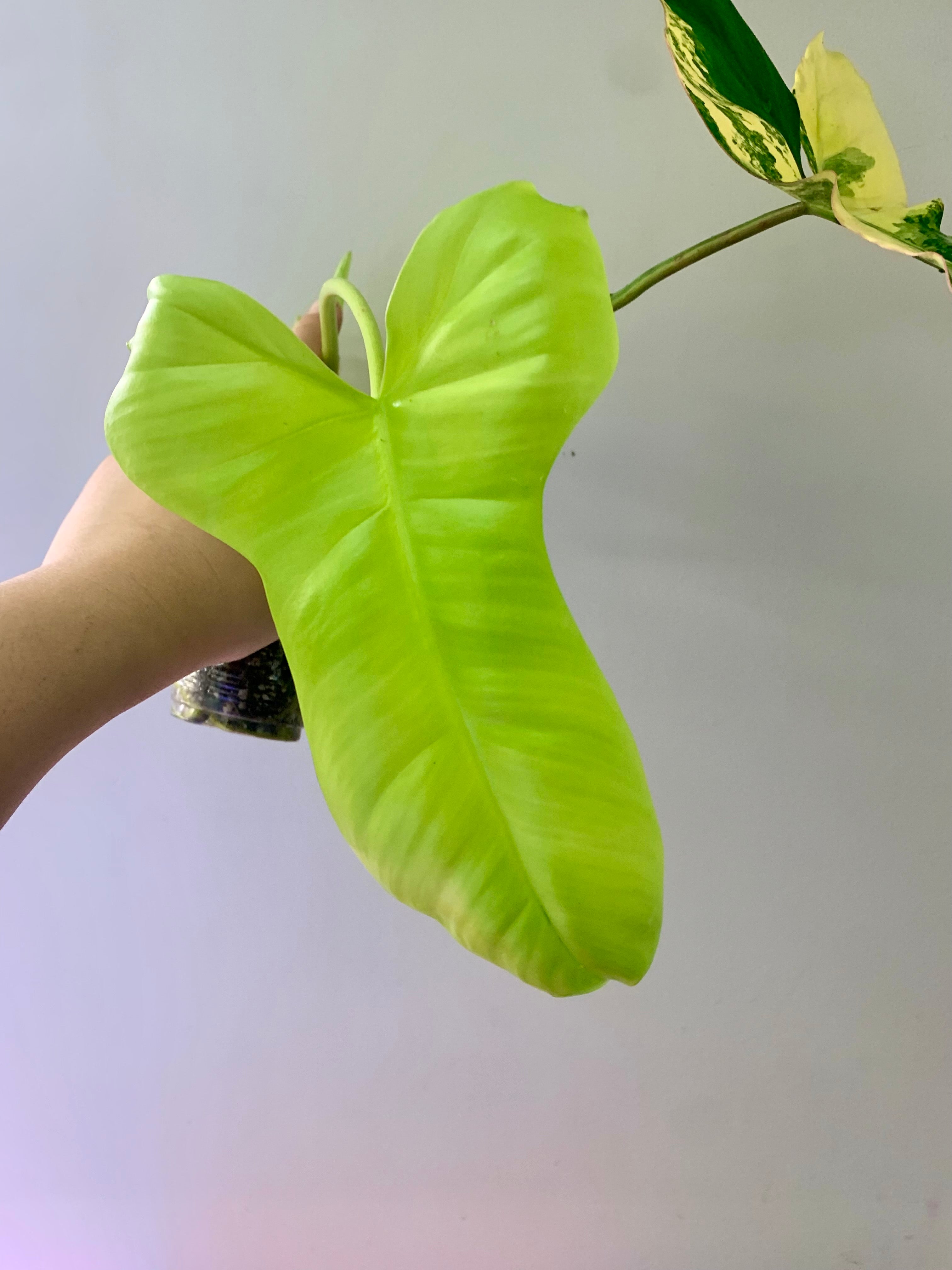Philodendron Florida Beauty x Paraiso Verde #5