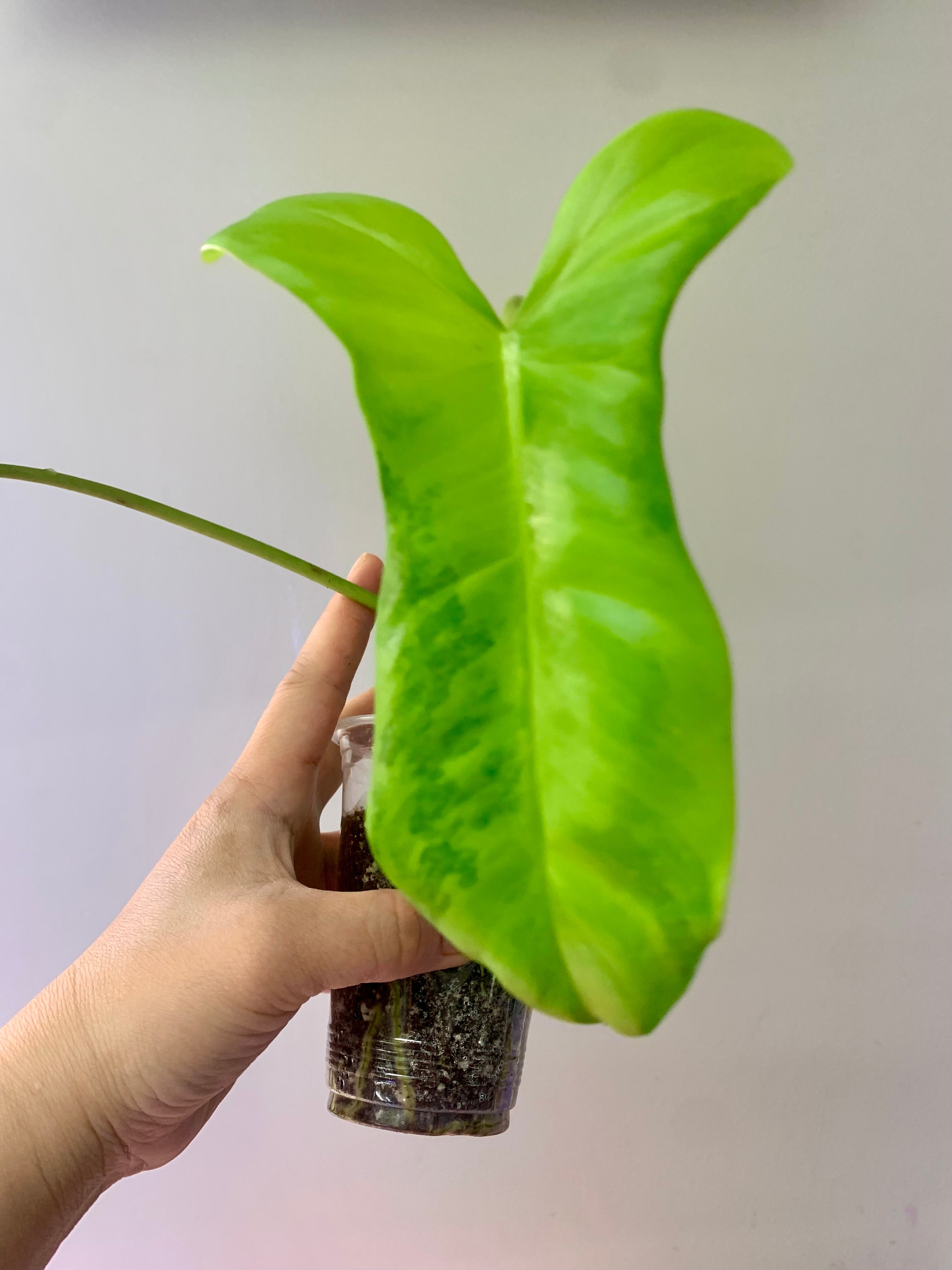 Philodendron Florida Beauty x Paraiso Verde #6