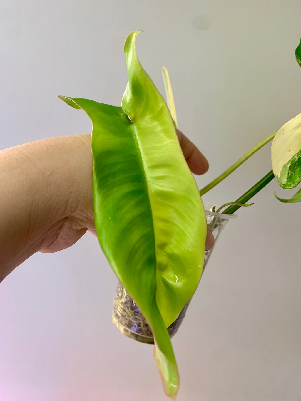 Philodendron Florida Beauty x Paraiso Verde #8