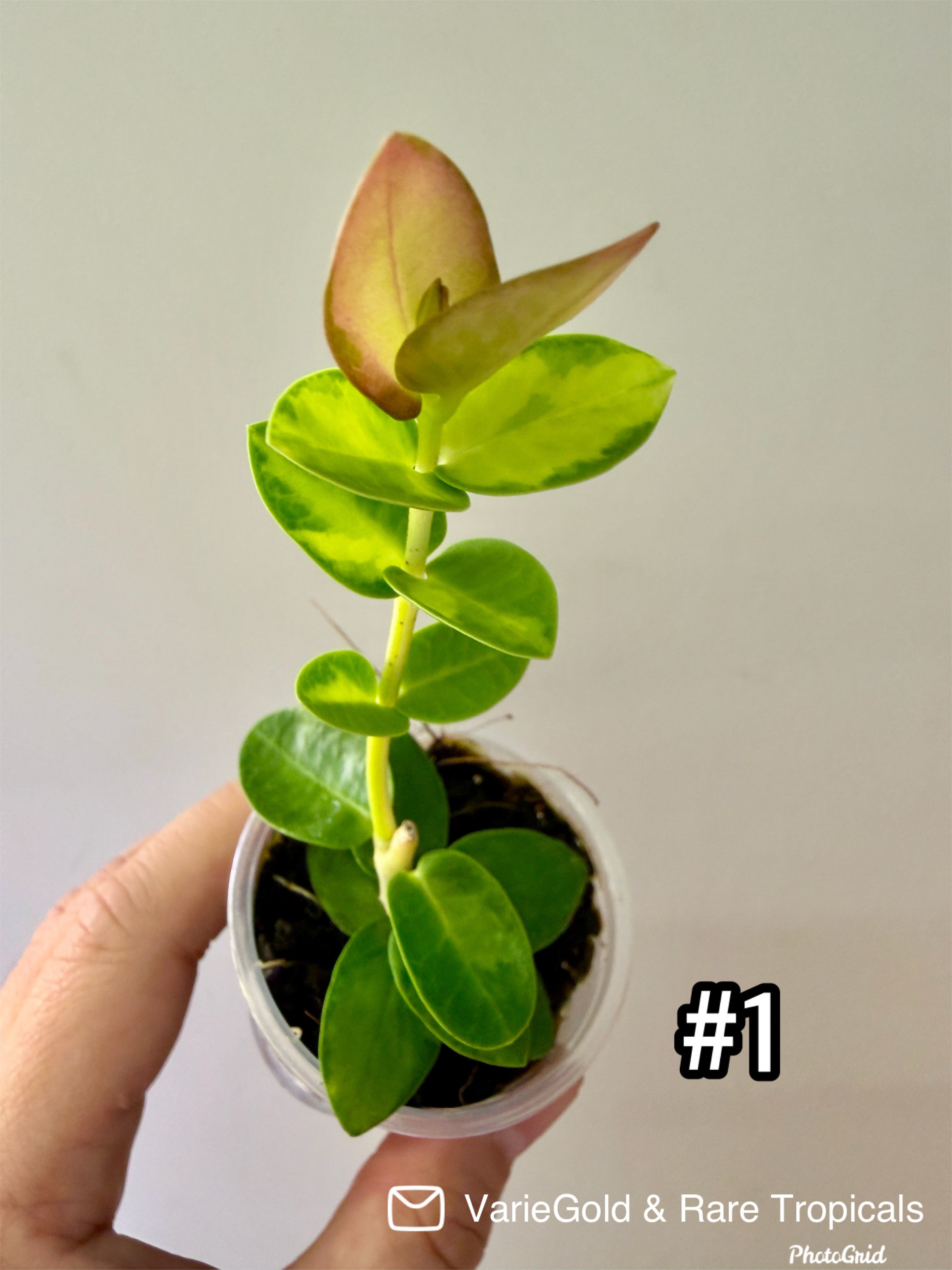 Hoya Cumingiana Inner Variegated