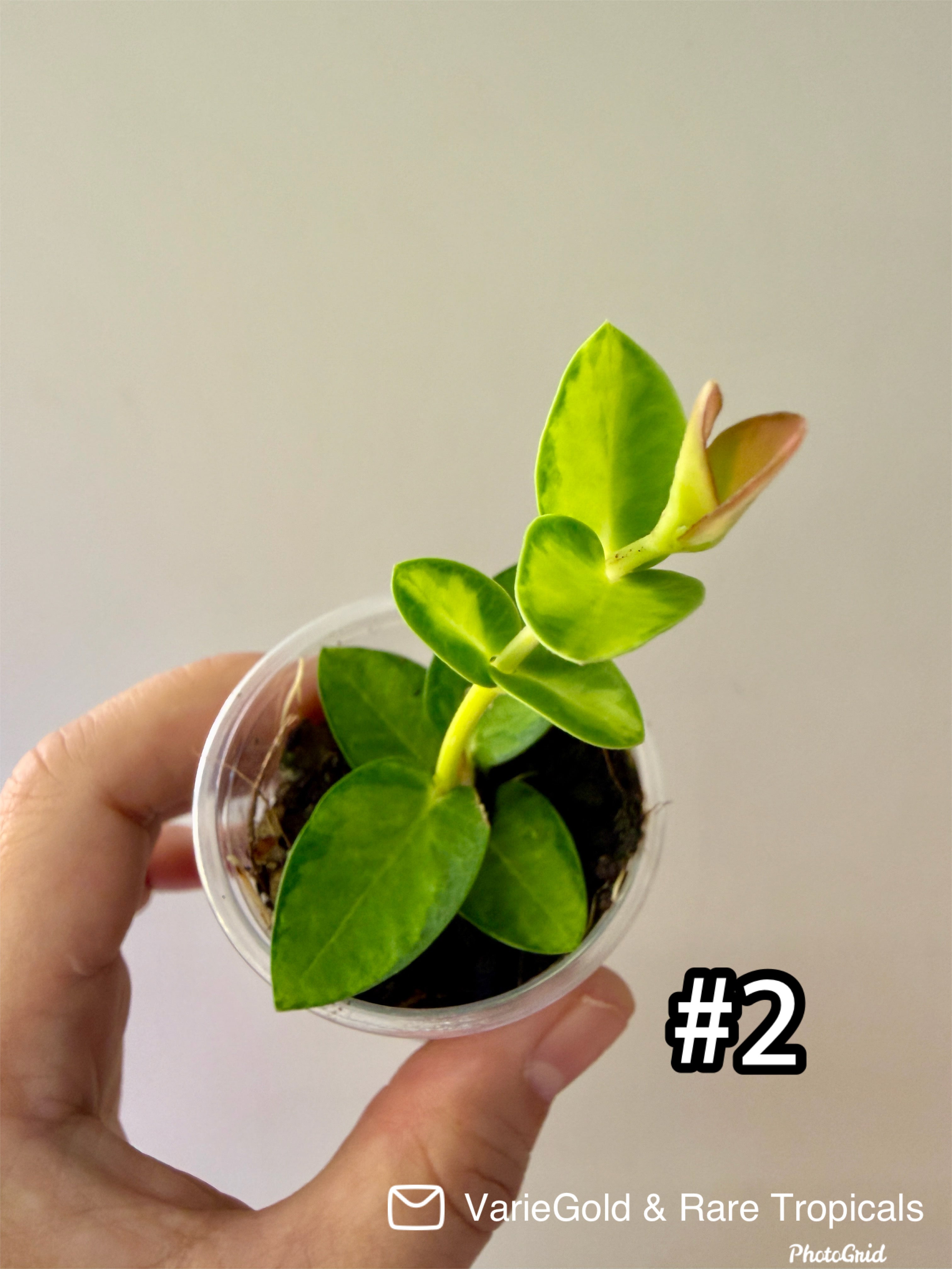 Hoya Cumingiana Inner Variegated