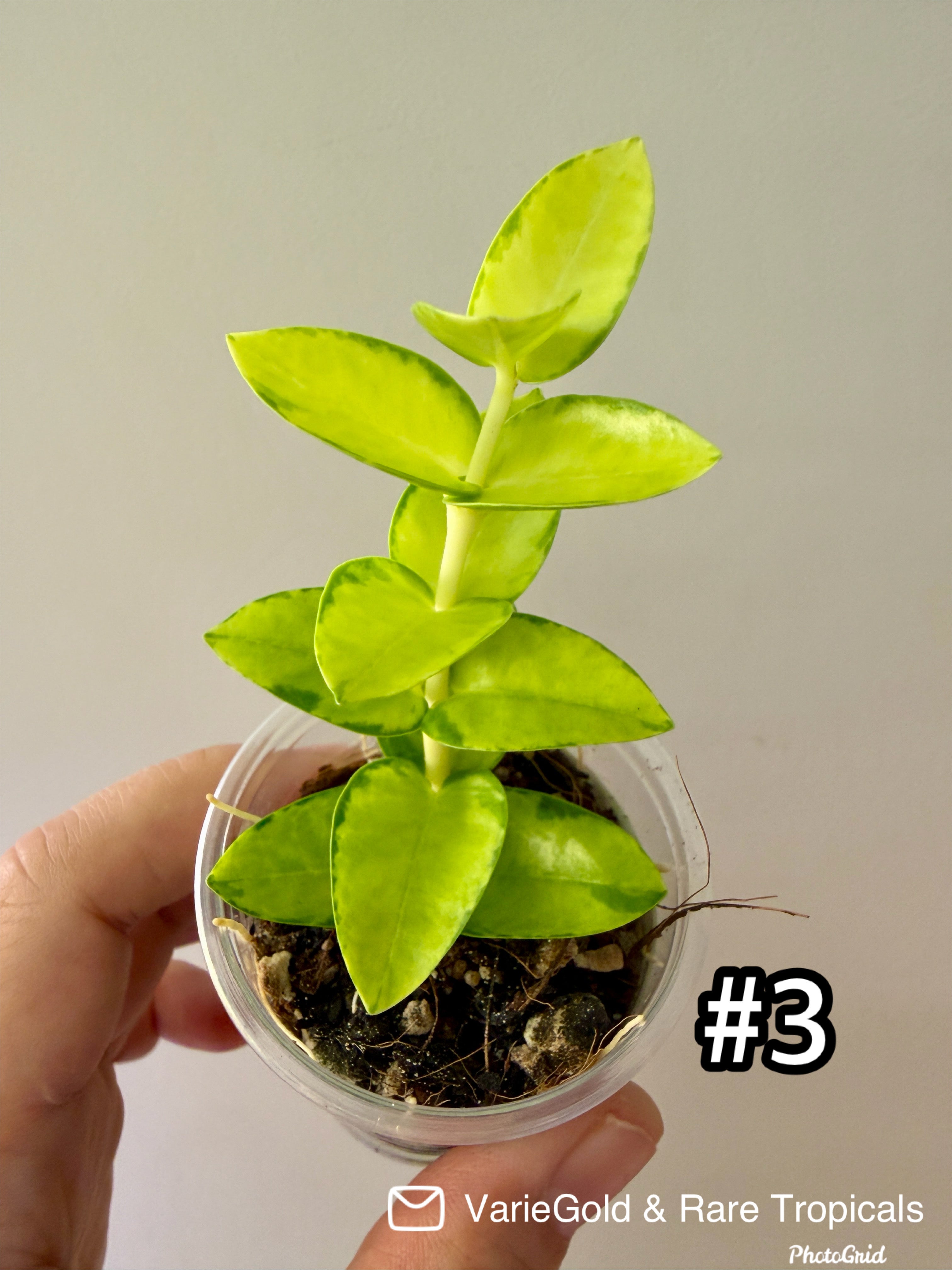 Hoya Cumingiana Inner Variegated