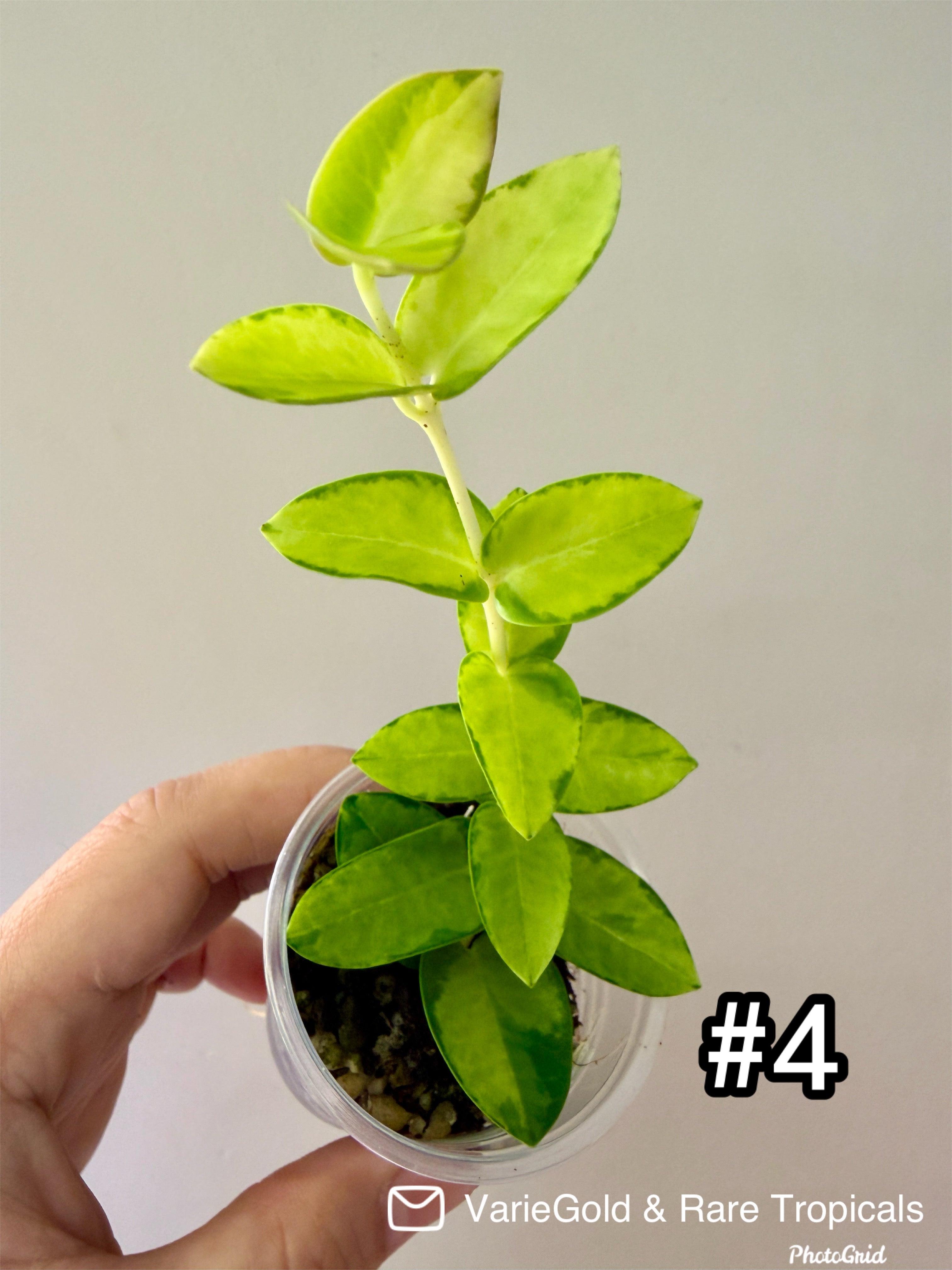 Hoya Cumingiana Inner Variegated