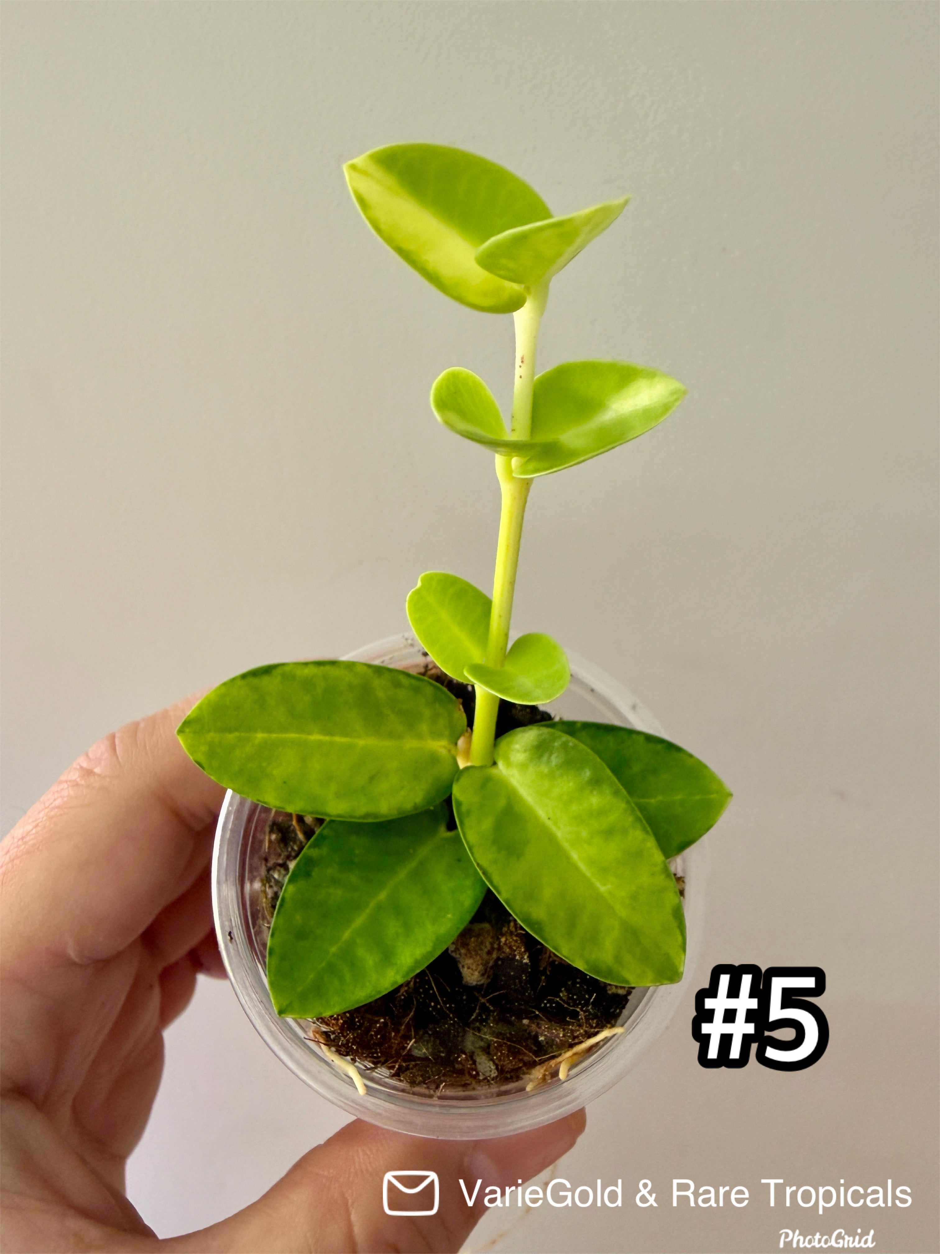 Hoya Cumingiana Inner Variegated