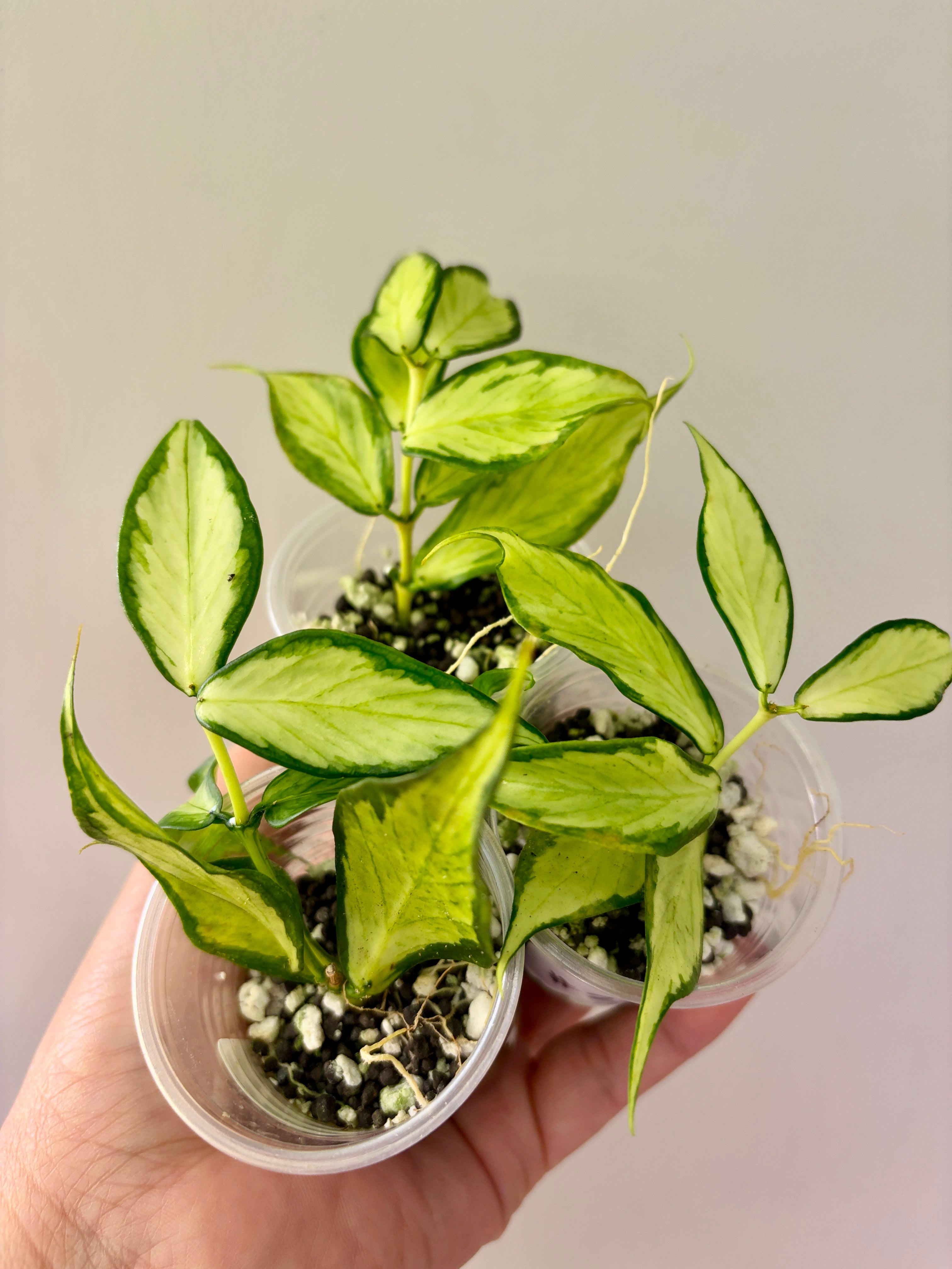 Hoya Polyneura Inner Variegated
