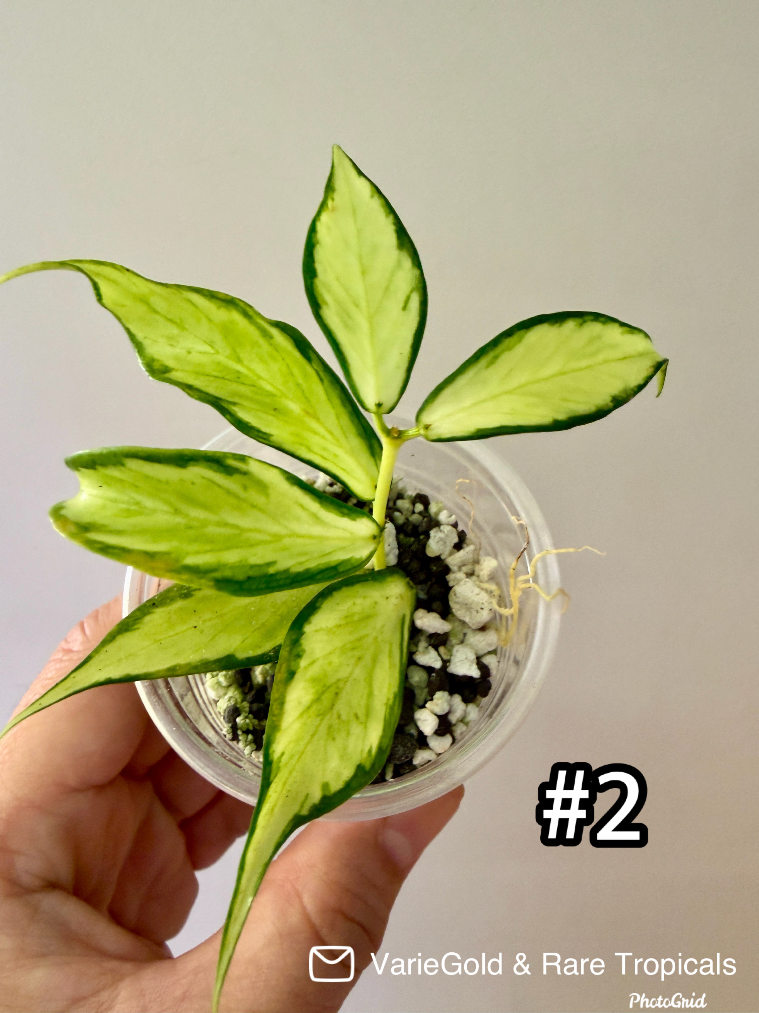 Hoya Polyneura Inner Variegated