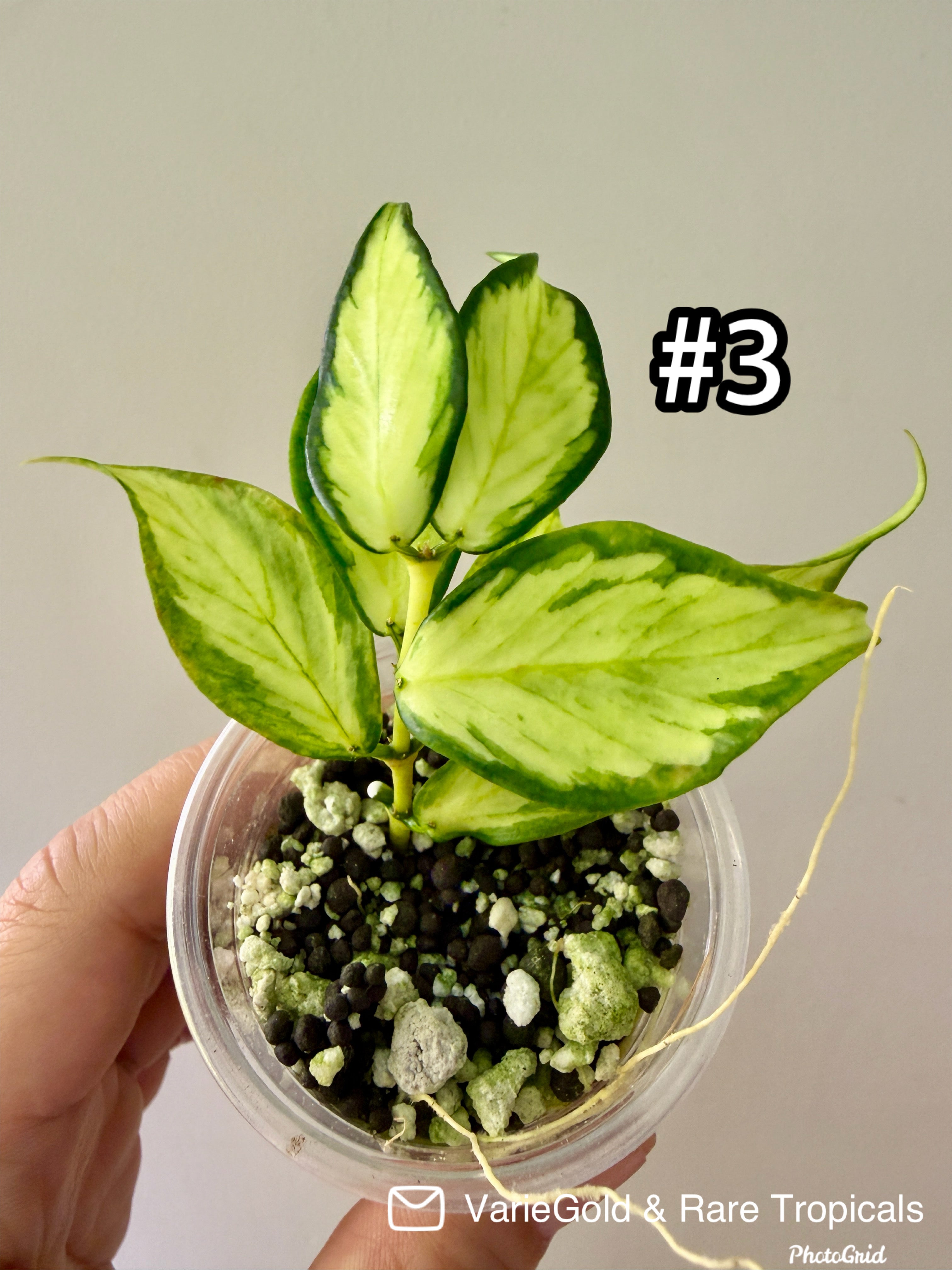 Hoya Polyneura Inner Variegated