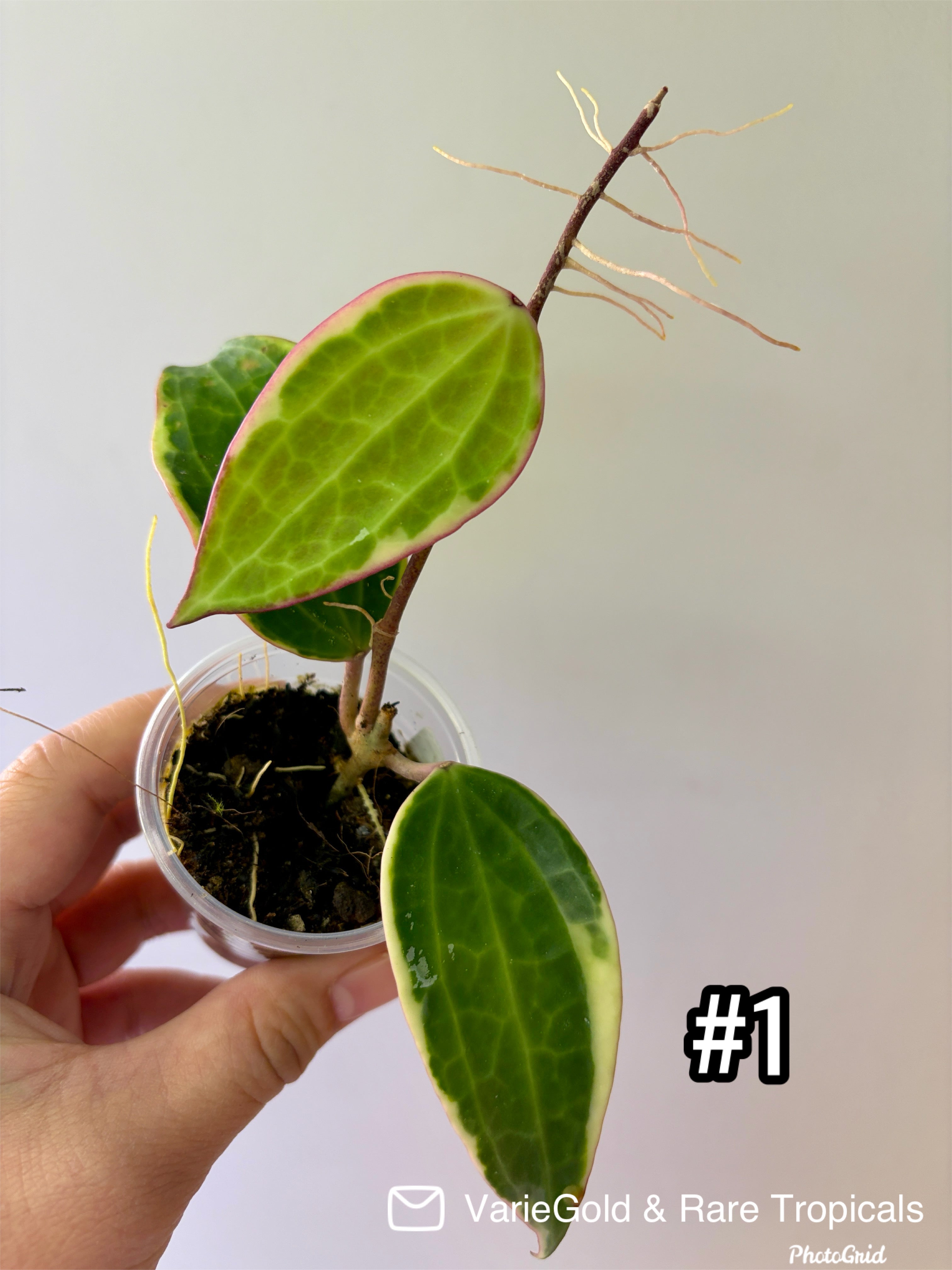 Hoya Macrophylia “Albomarginata” Wax Vine