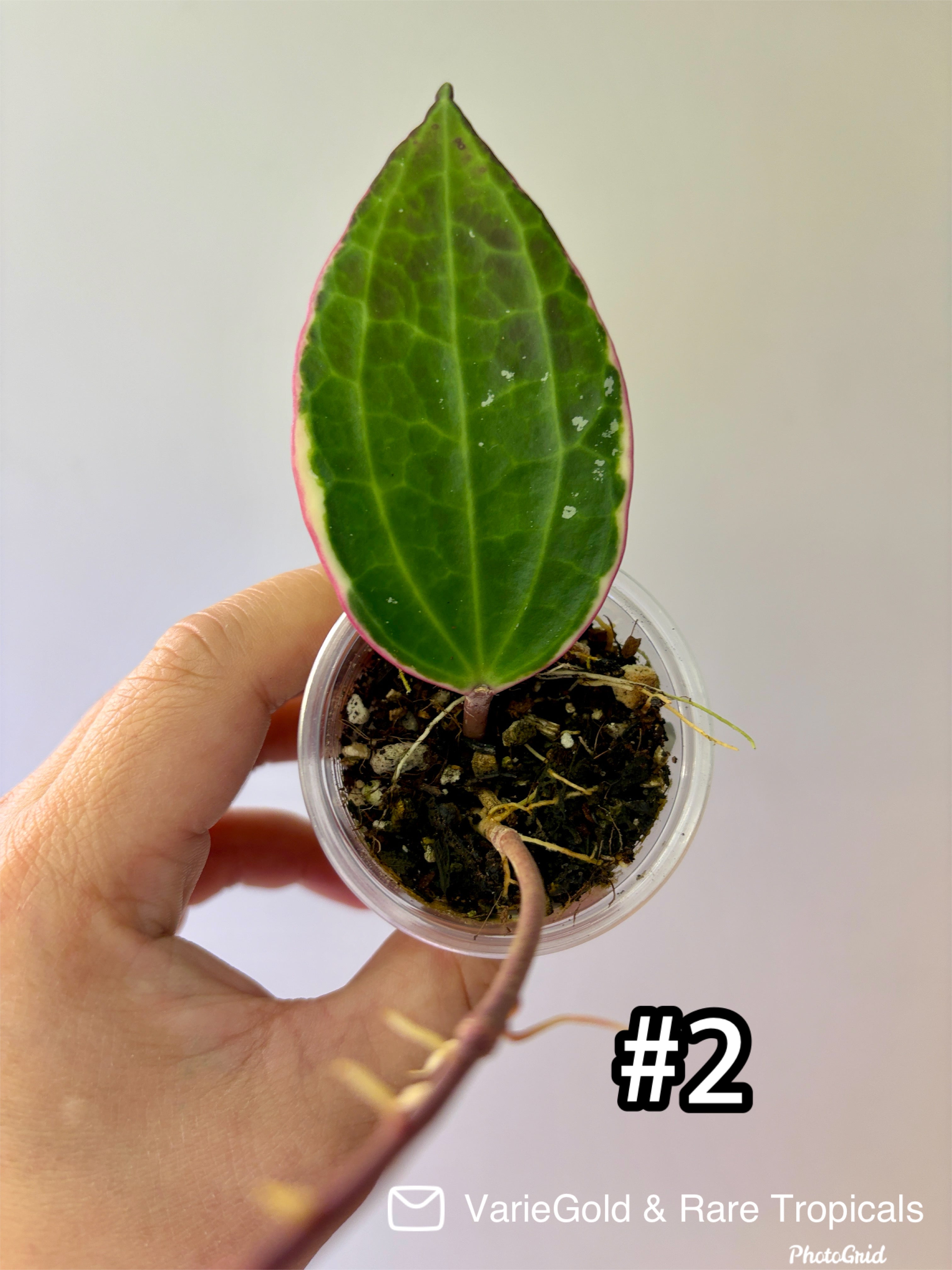 Hoya Macrophylia “Albomarginata” Wax Vine
