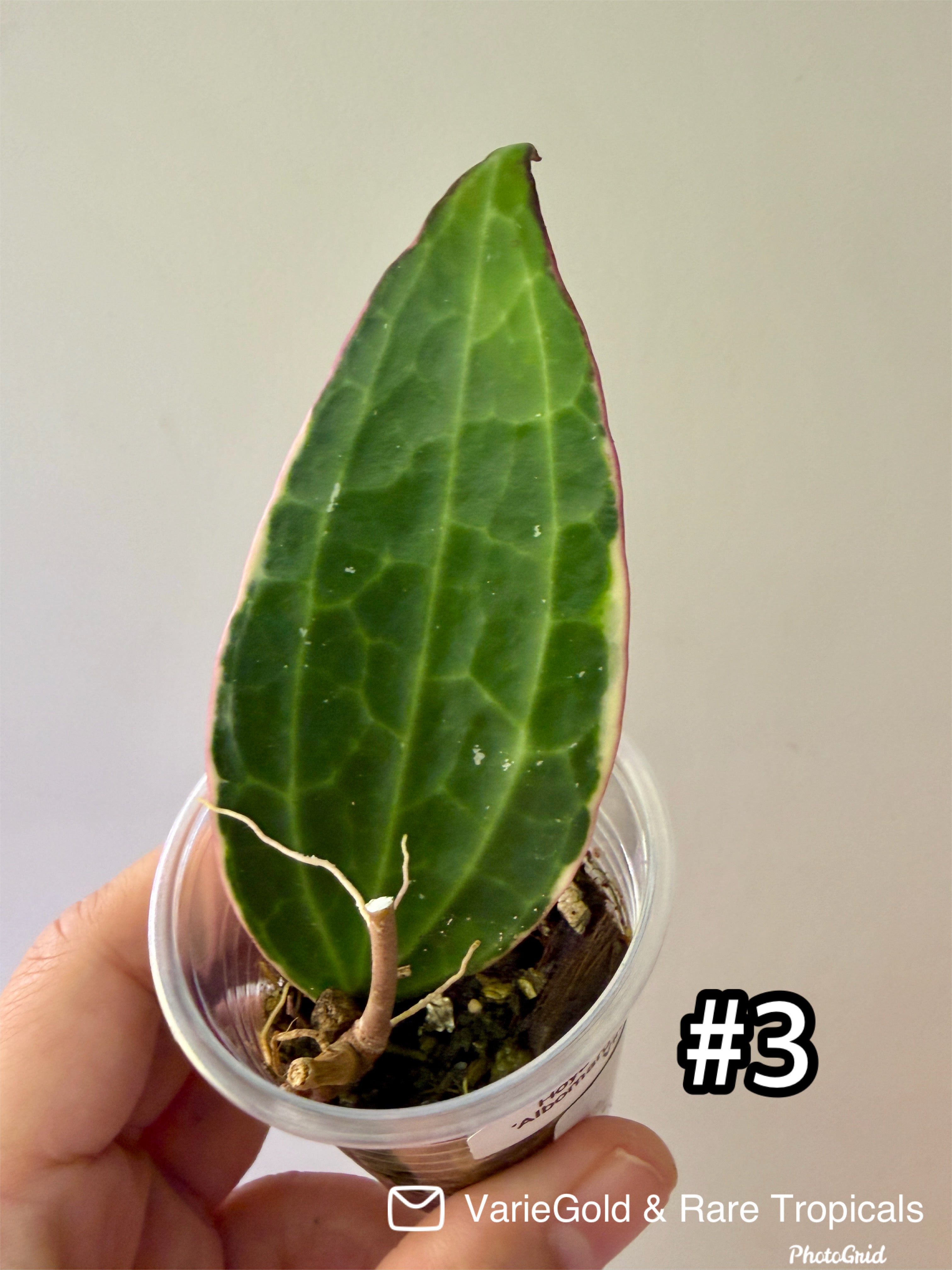 Hoya Macrophylia “Albomarginata” Wax Vine