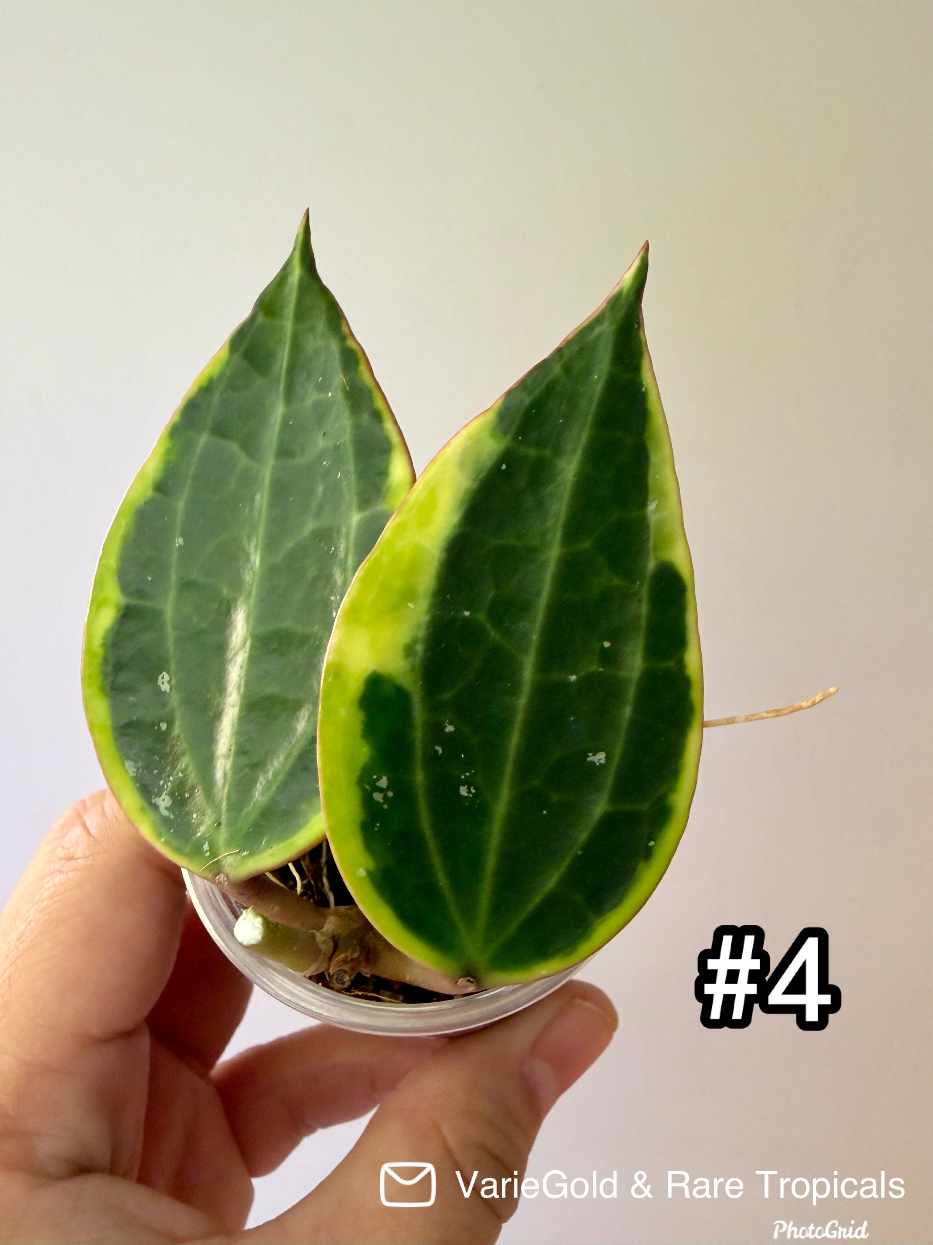 Hoya Macrophylia “Albomarginata” Wax Vine