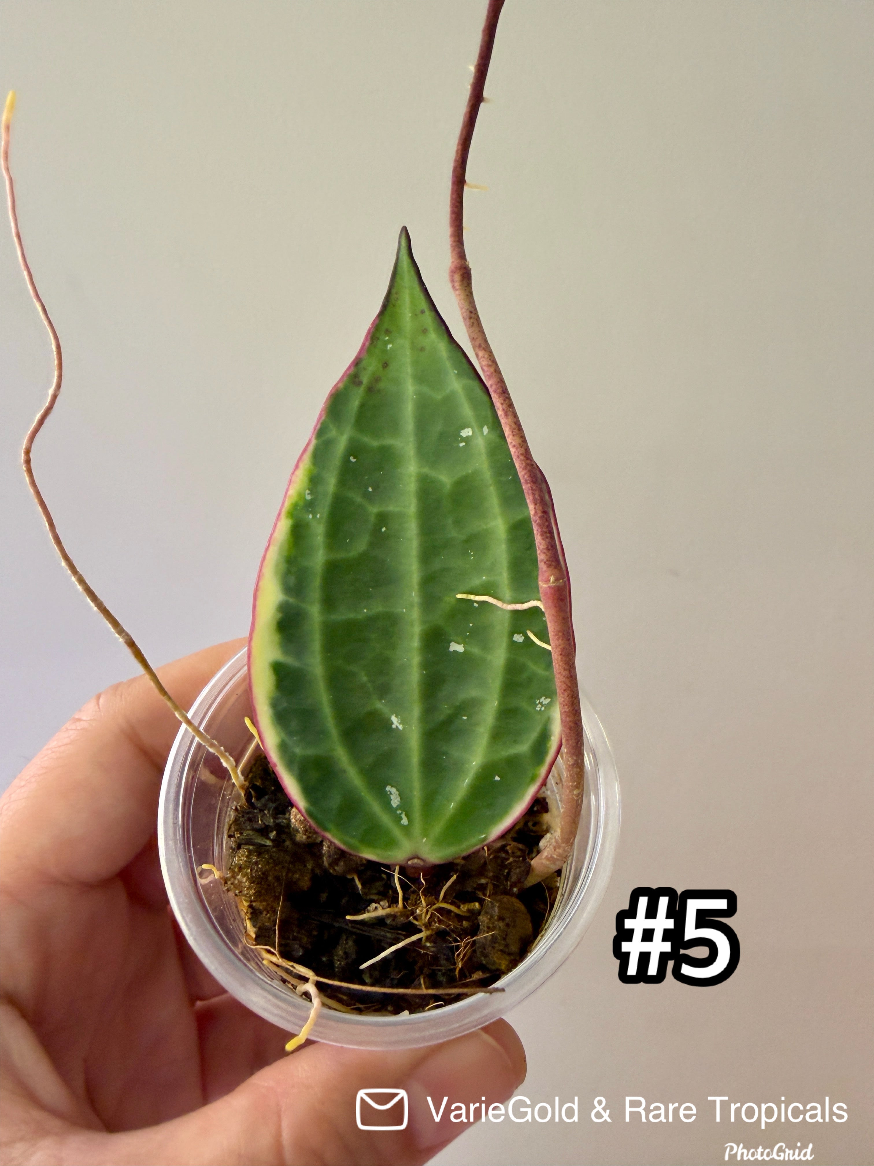 Hoya Macrophylia “Albomarginata” Wax Vine