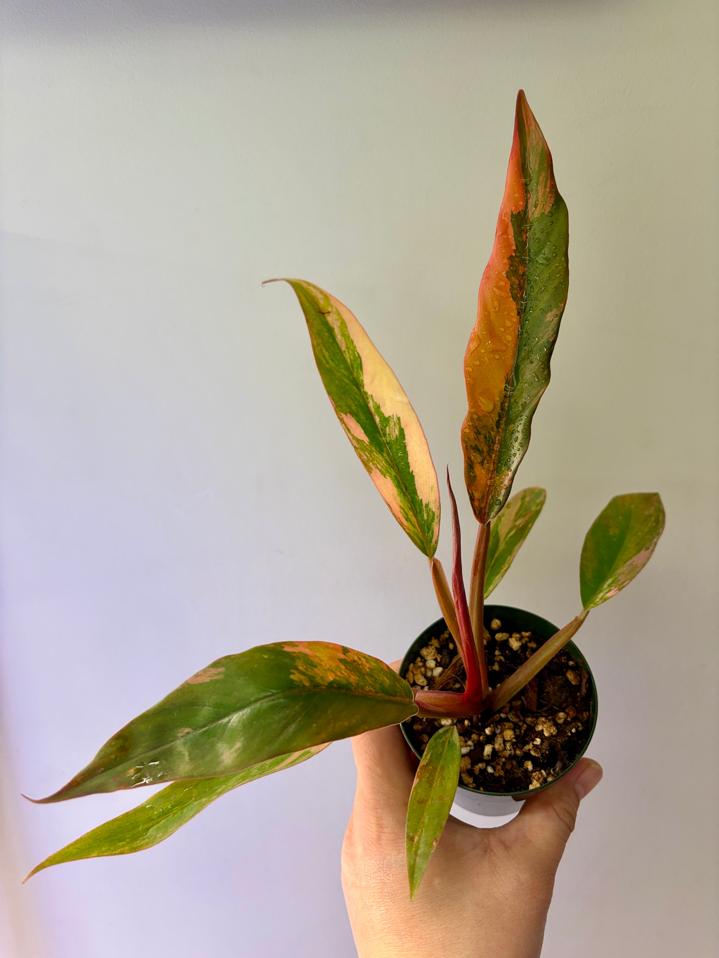 Baby Philodendron Caramel Marble Variegated #5