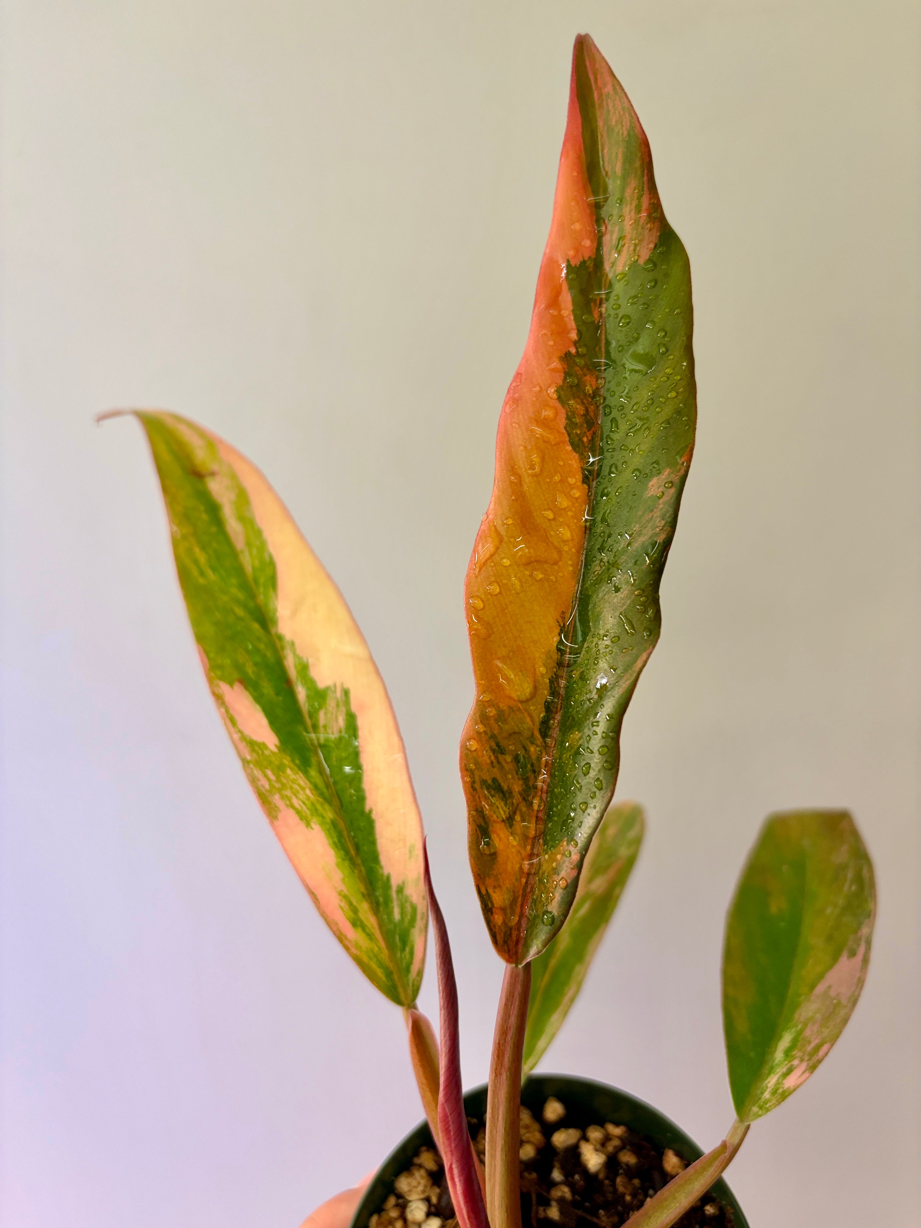 Baby Philodendron Caramel Marble Variegated #5