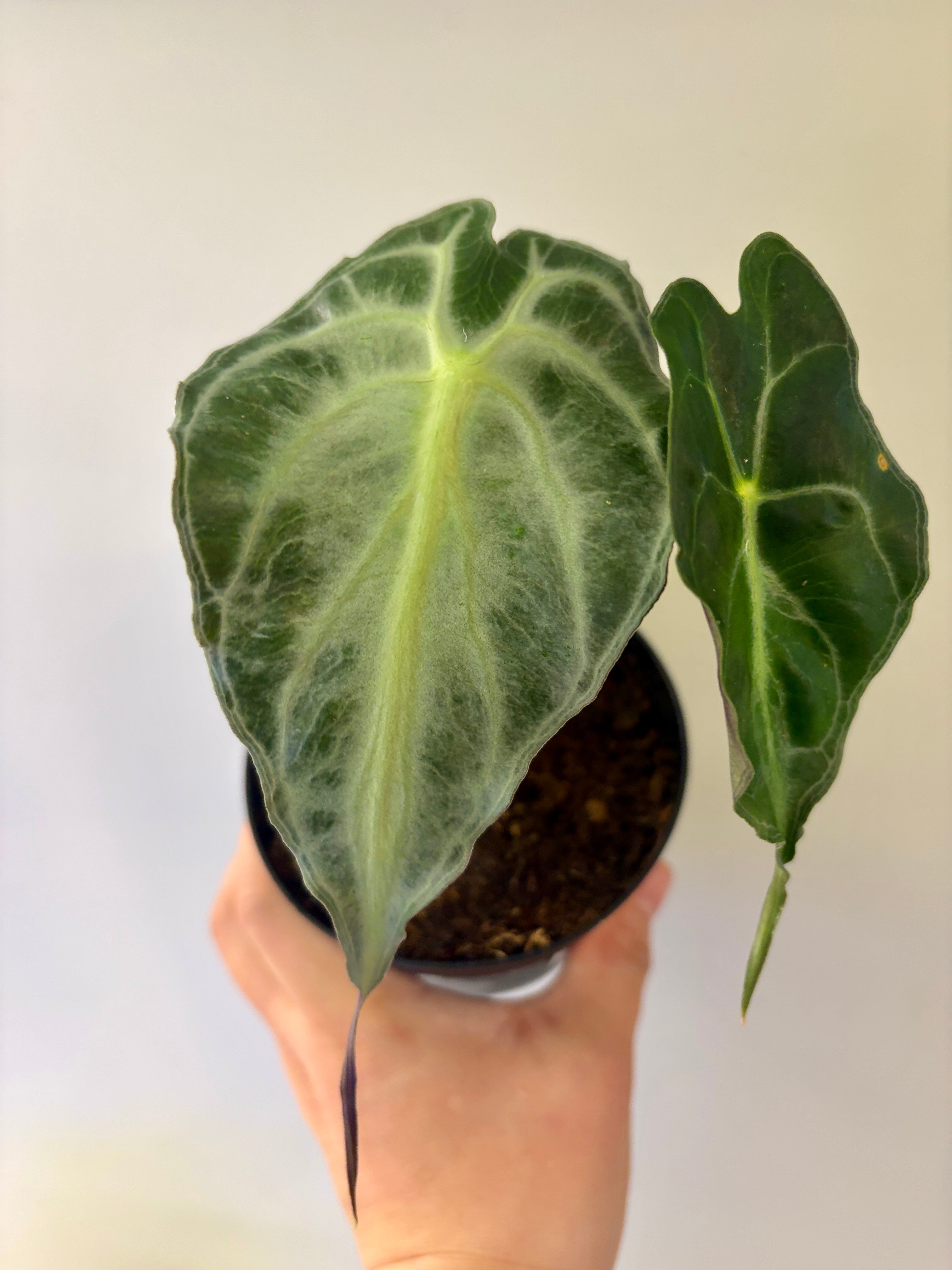 #1 Alocasia Venom in 4” nursery pot, multiple leaves, good size