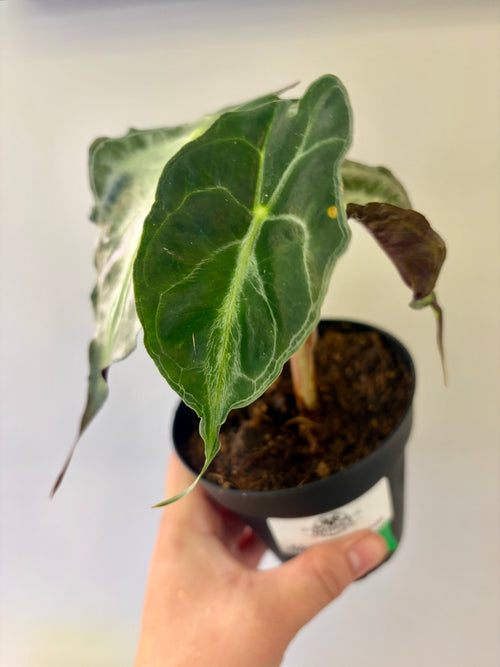 #1 Alocasia Venom in 4” nursery pot, multiple leaves, good size