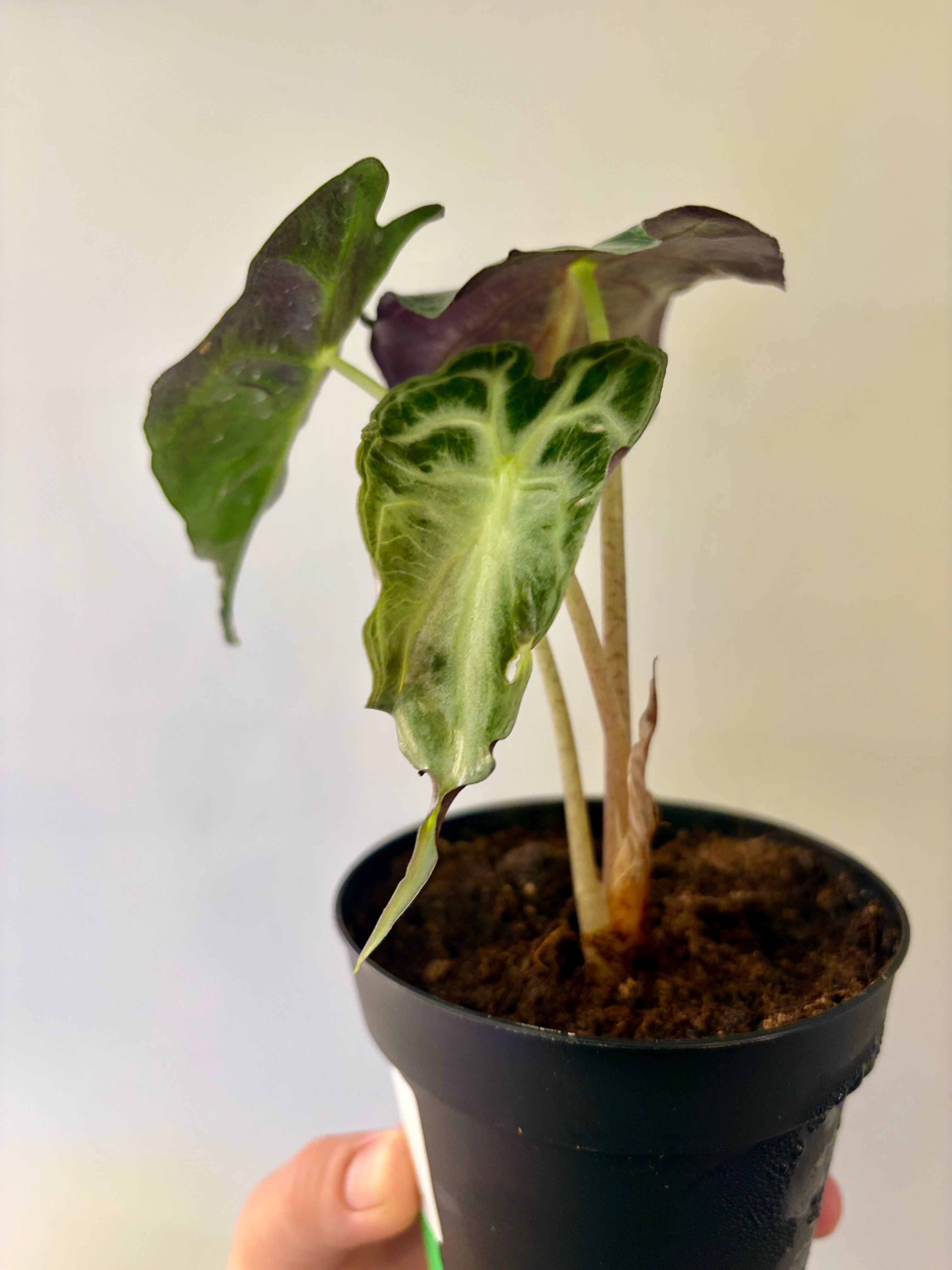 #1 Alocasia Venom in 4” nursery pot, multiple leaves, good size