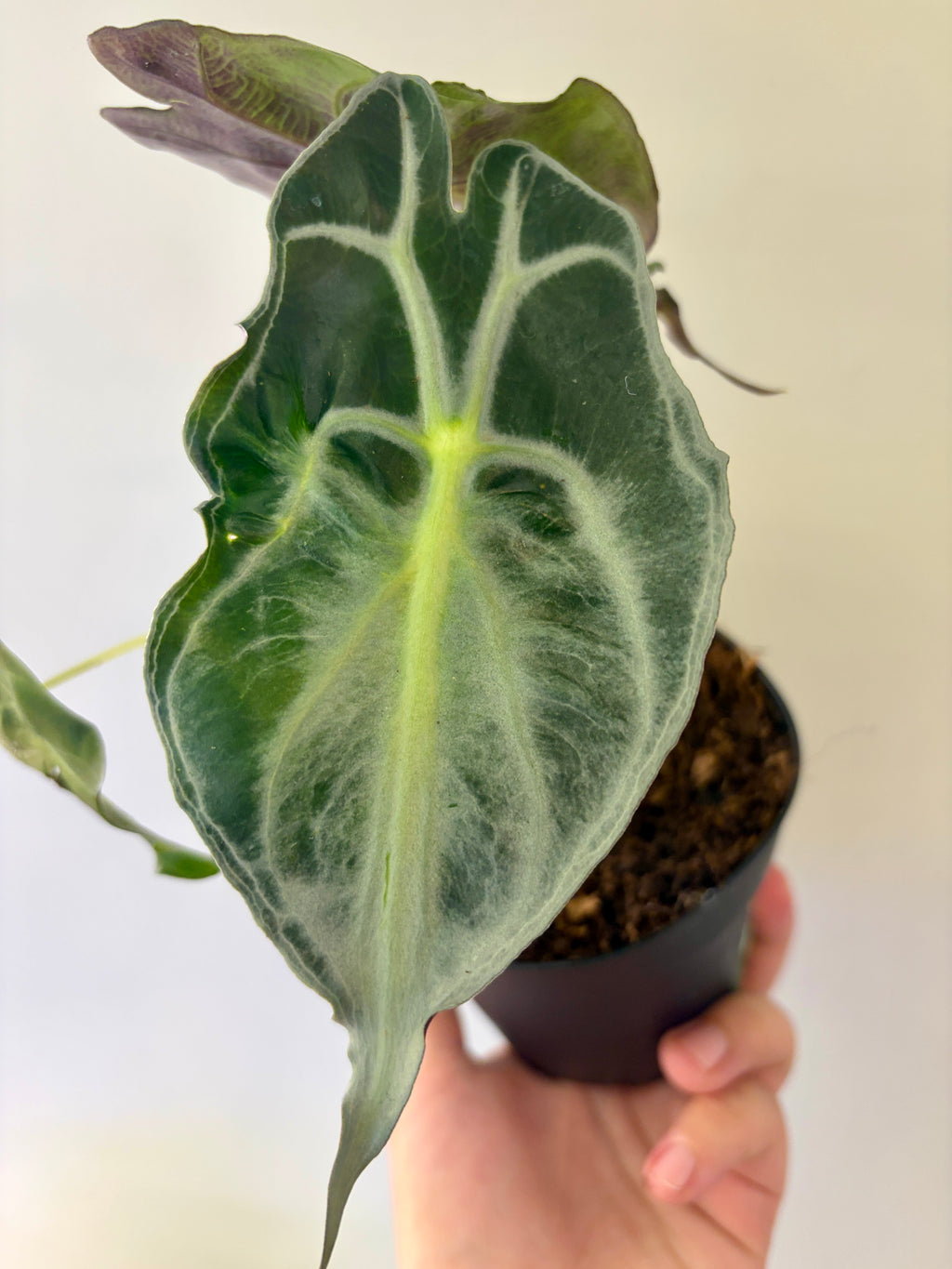 #2 Alocasia Venom in 4” nursery pot, multiple leaves, good size