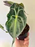 #2 Alocasia Venom in 4” nursery pot, multiple leaves, good size
