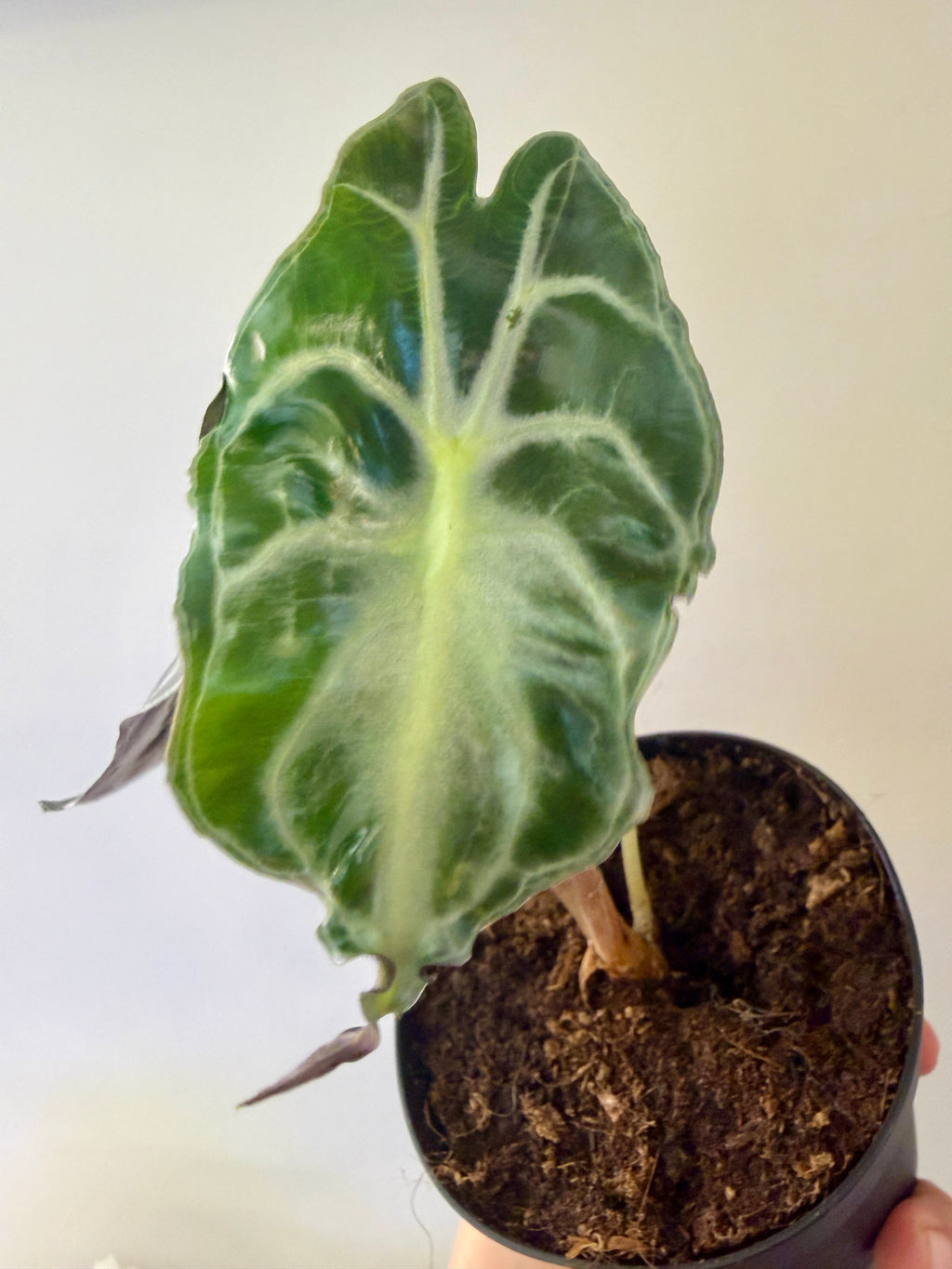 #2 Alocasia Venom in 4” nursery pot, multiple leaves, good size